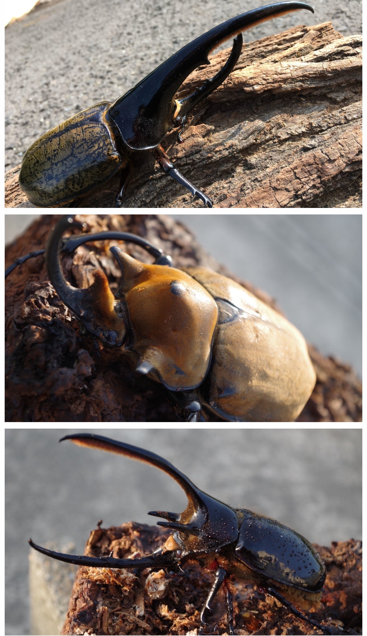 カブトムシがSDGsを実現】大自然の古民家でカブトムシと触れ合う場を
