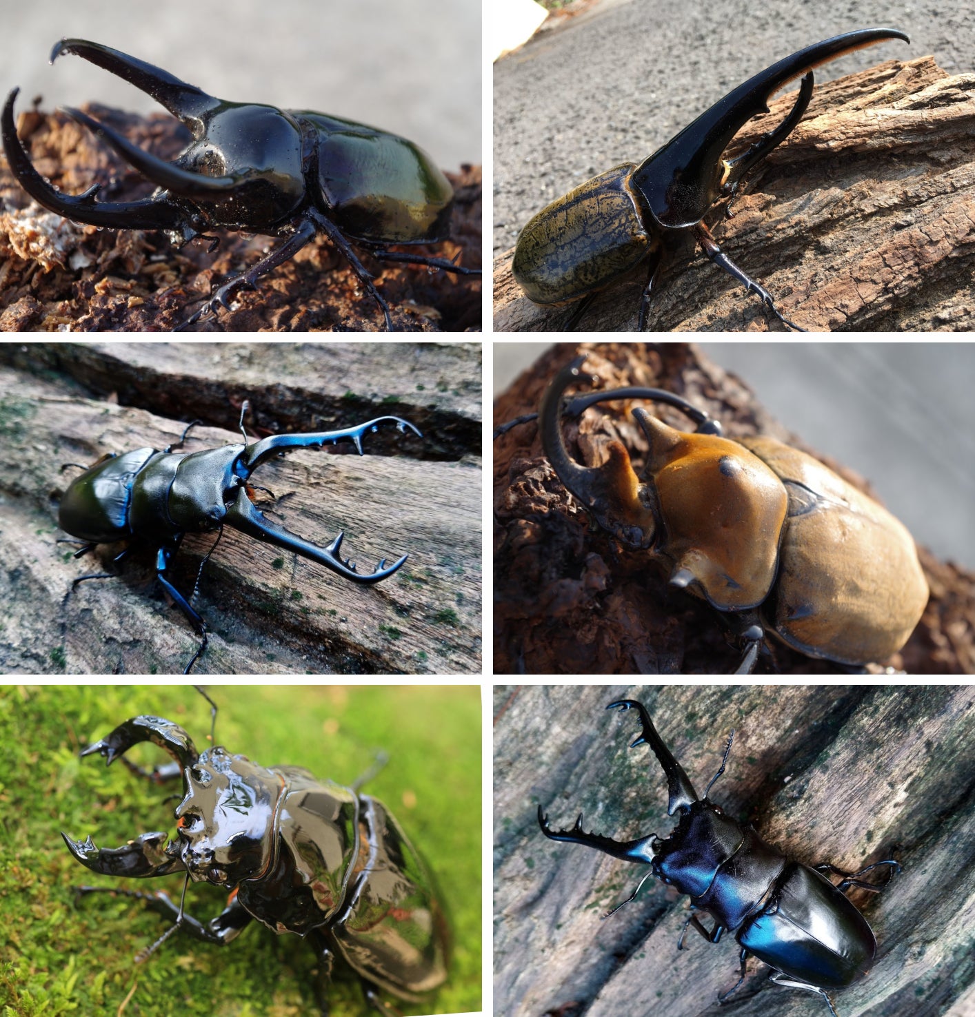 カブトムシがSDGsを実現】大自然の古民家でカブトムシと触れ合う場を