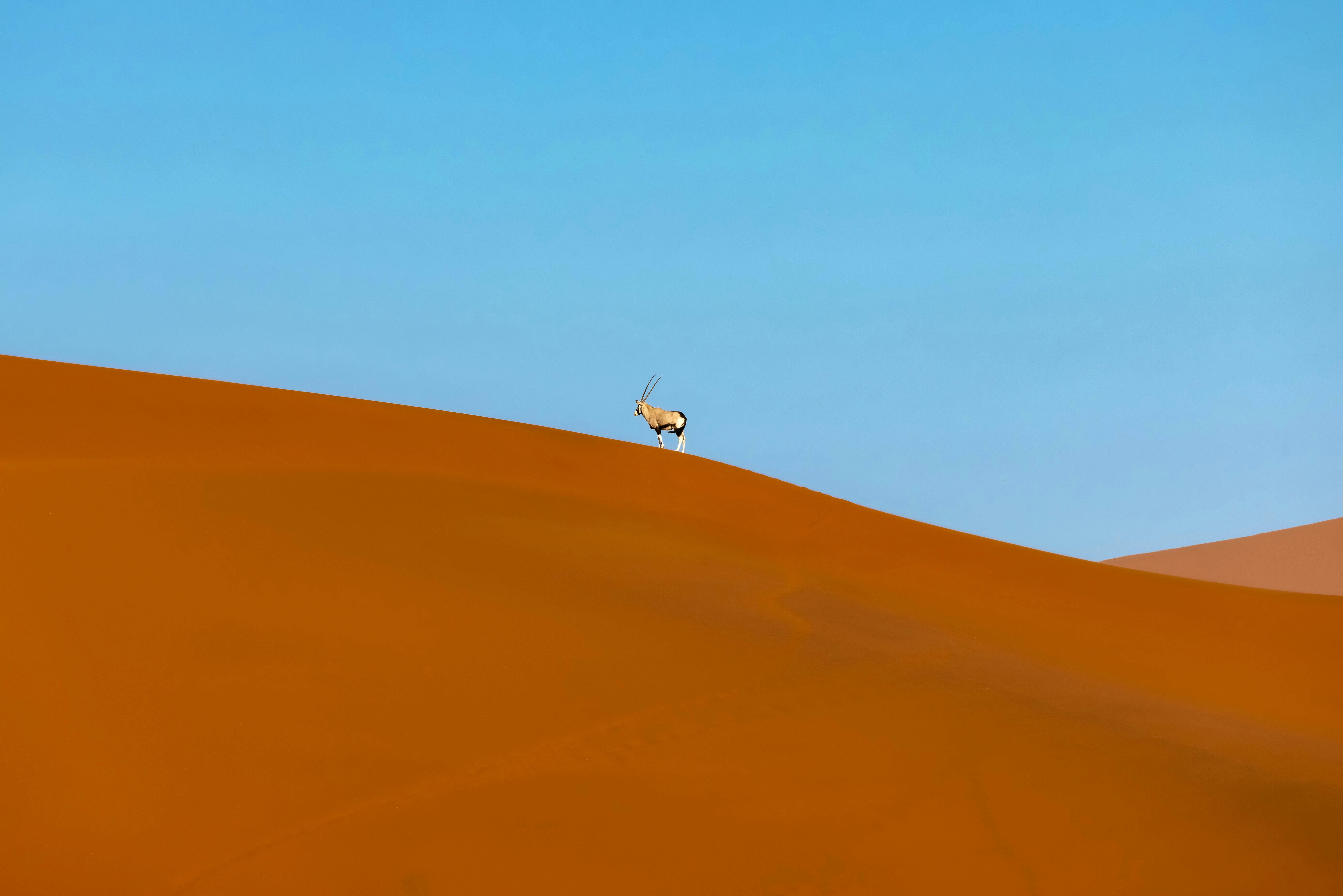 キャメルと砂漠のアートガラス 【公式通販】