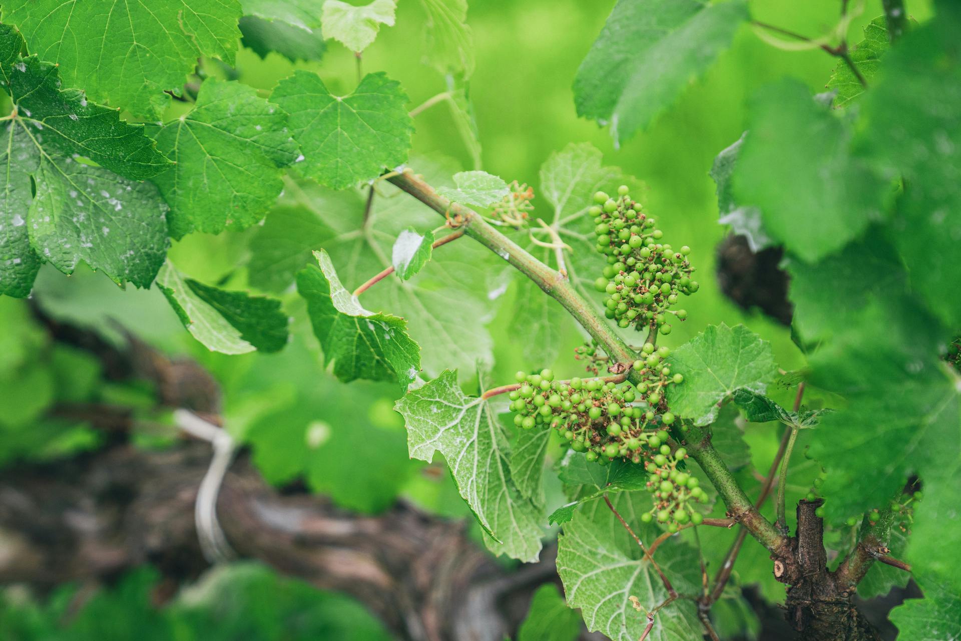 神戸・ナチュラルワイン】伐採・栽培放棄されていく畑を豊かな資源へ