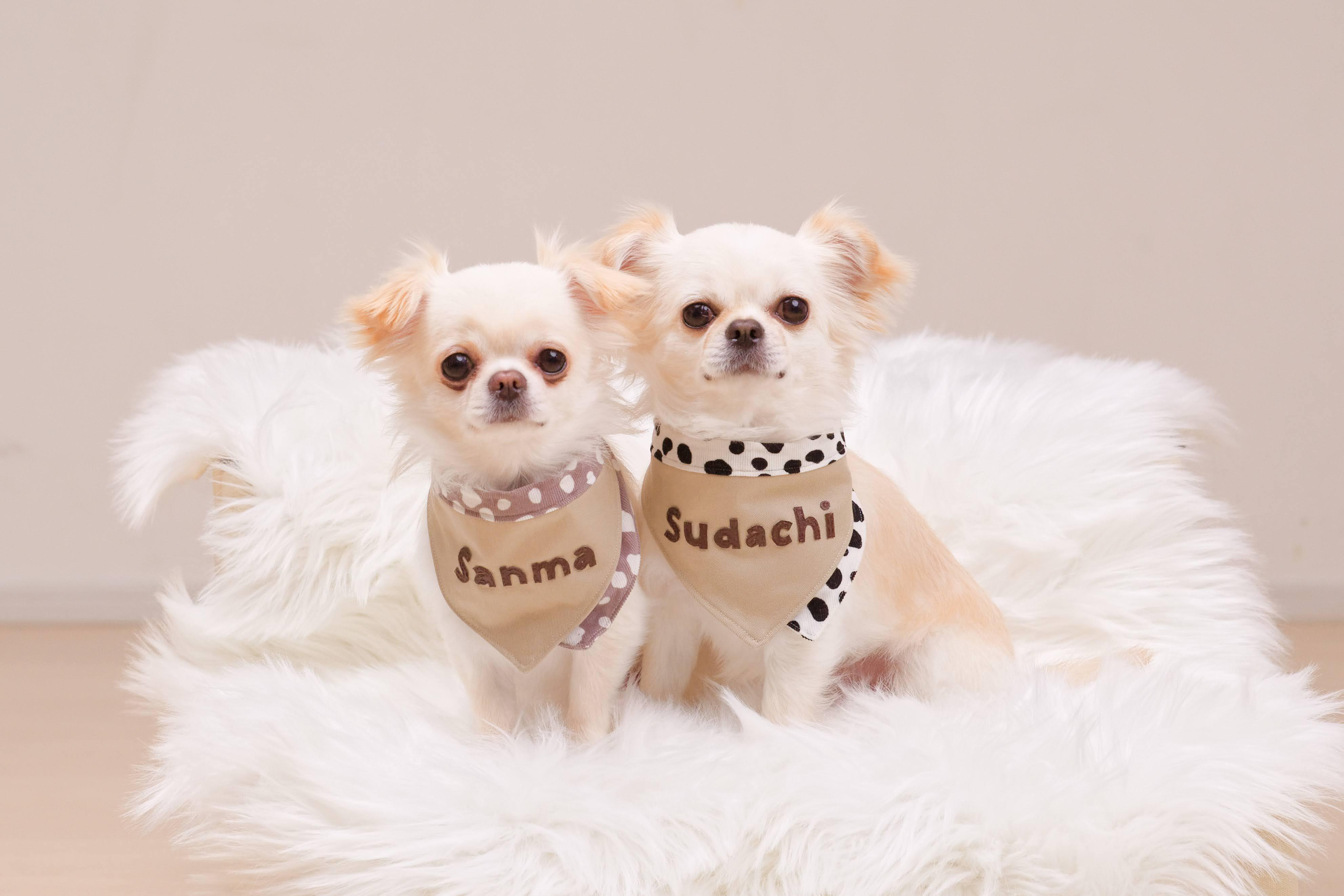 犬服ハンドメイドショップ「365with.」のアトリエ兼店舗がオープンし