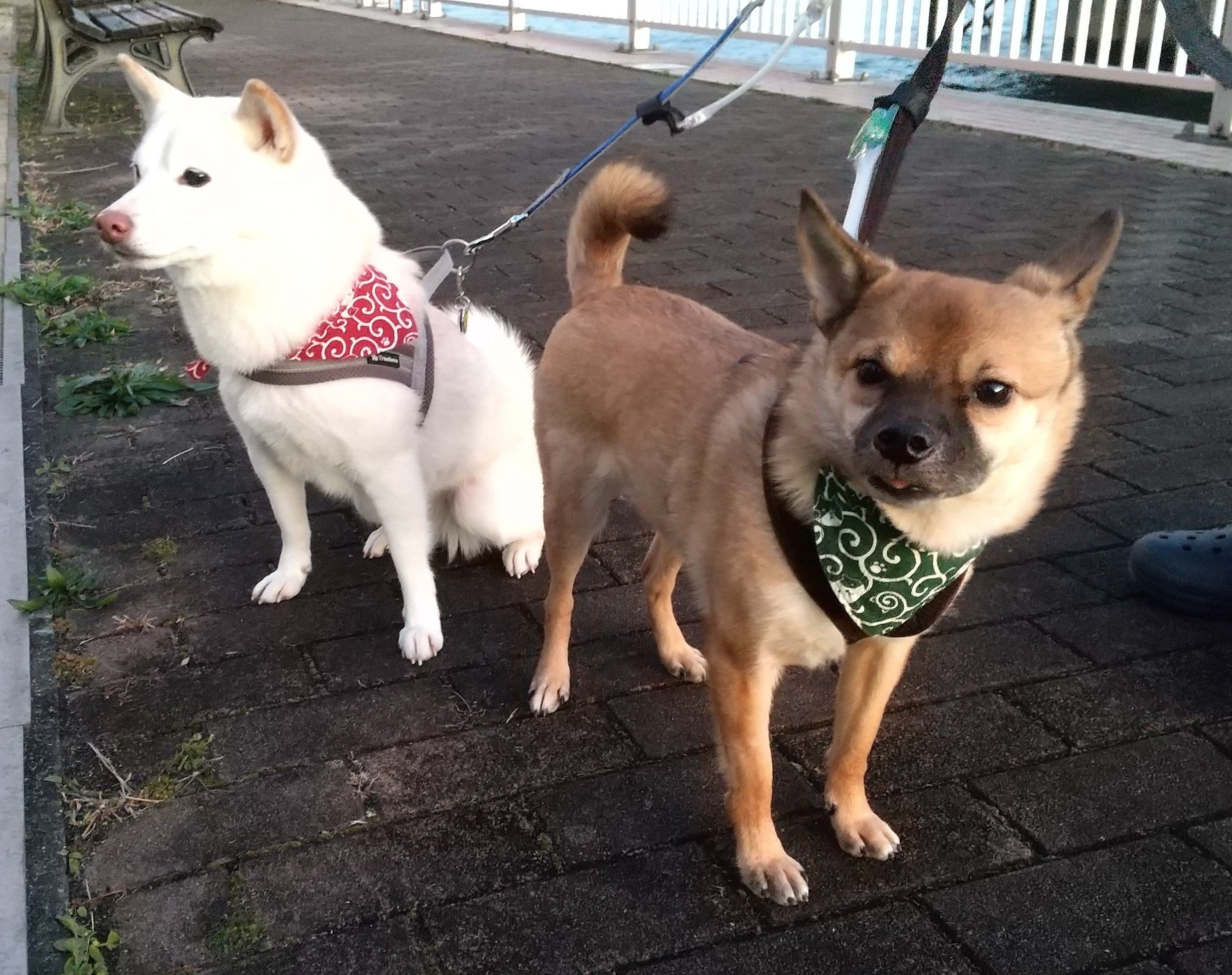 目の前の命を助けたい、動物たちの最後の砦の動物保護施設をつくりたい