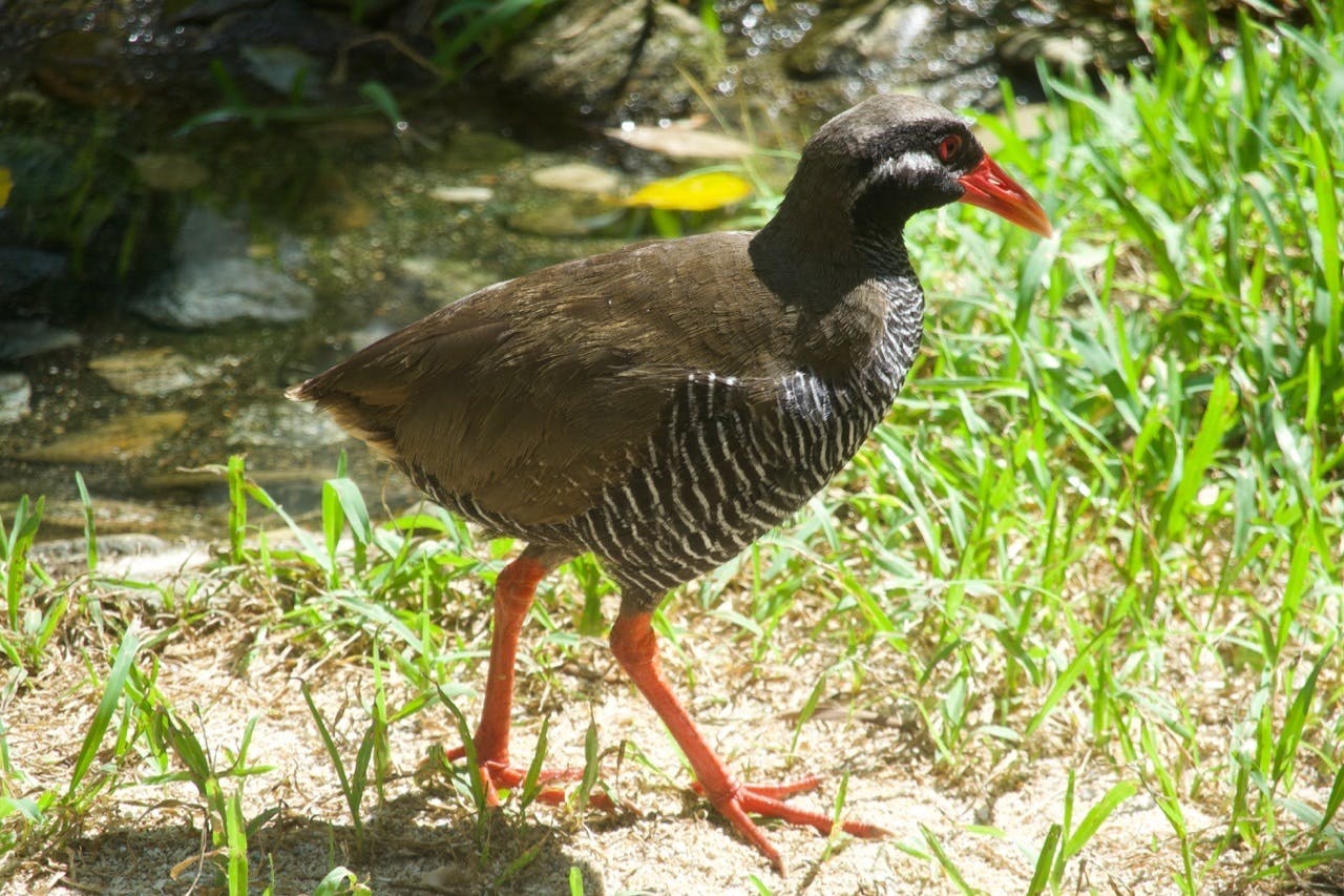 ヤンバルクイナ