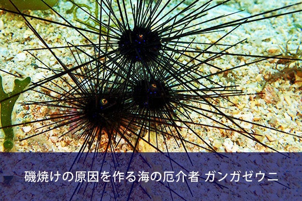 第3弾】海を荒らす厄介者のウニを食べて海を救おう！！無添加ウニをお