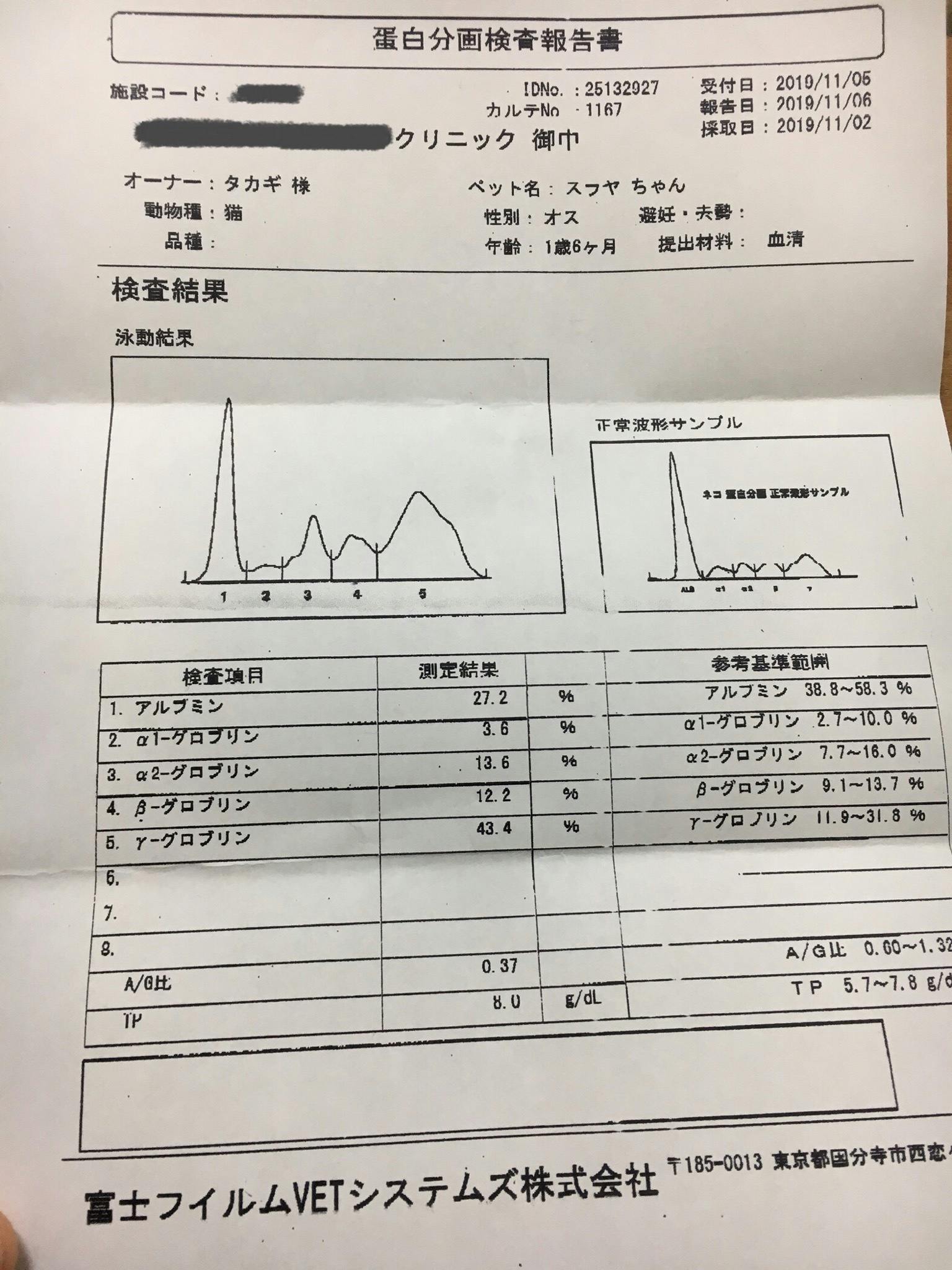 猫伝染性腹膜炎 Fip 治療費のご協力のお願い Campfire キャンプファイヤー