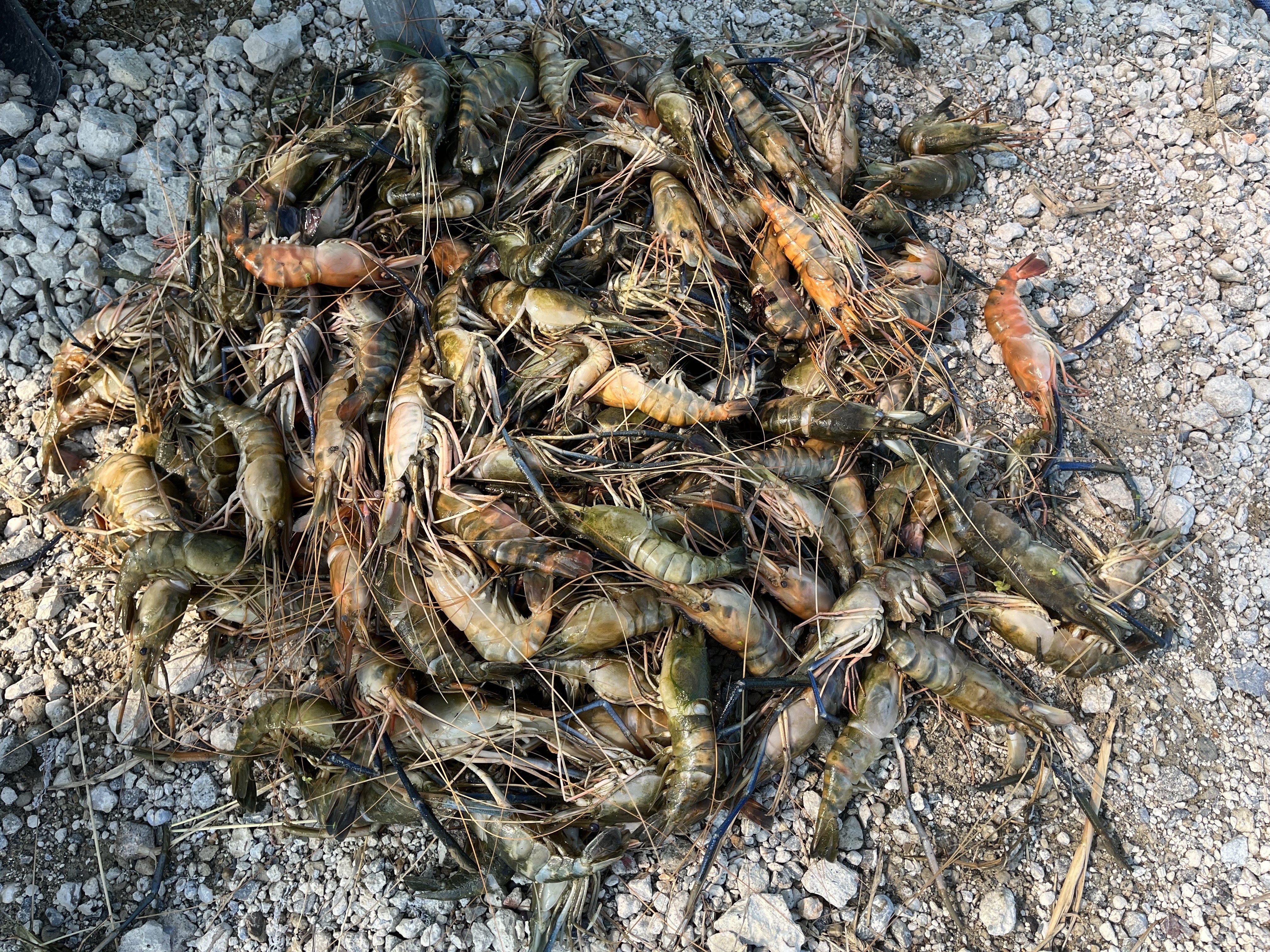 2025年11月、奈良県で特大エビの釣り堀を開きたい！ - CAMPFIRE