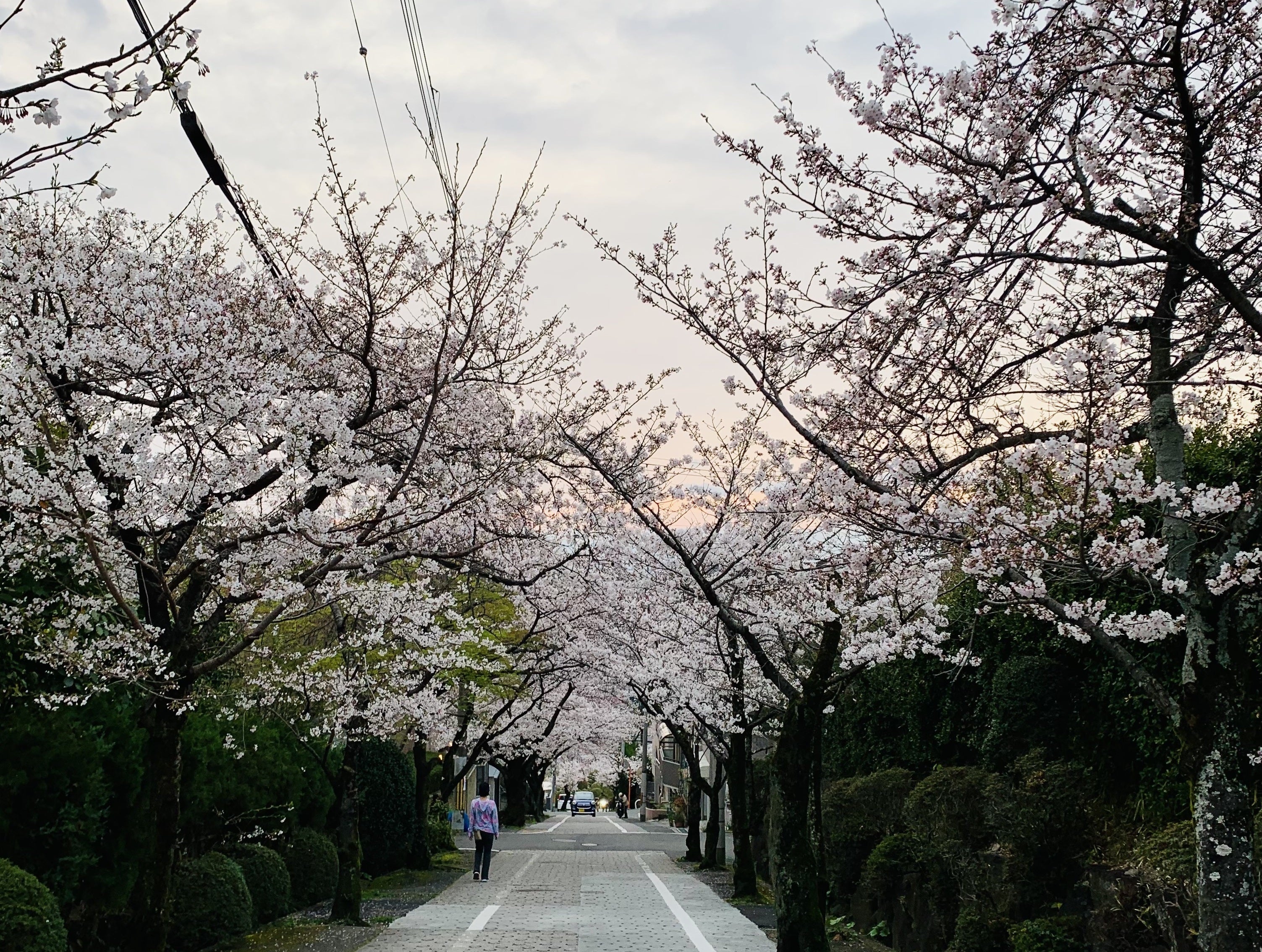 東大阪市東石切の老木化した桜を植え替えて、地域を活性化したい