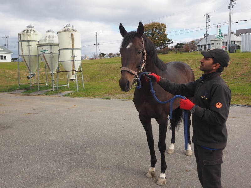 トウカイテイオー後継種牡馬プロジェクト・クワイトファイン種牡馬入りへの道 - CAMPFIRE (キャンプファイヤー)