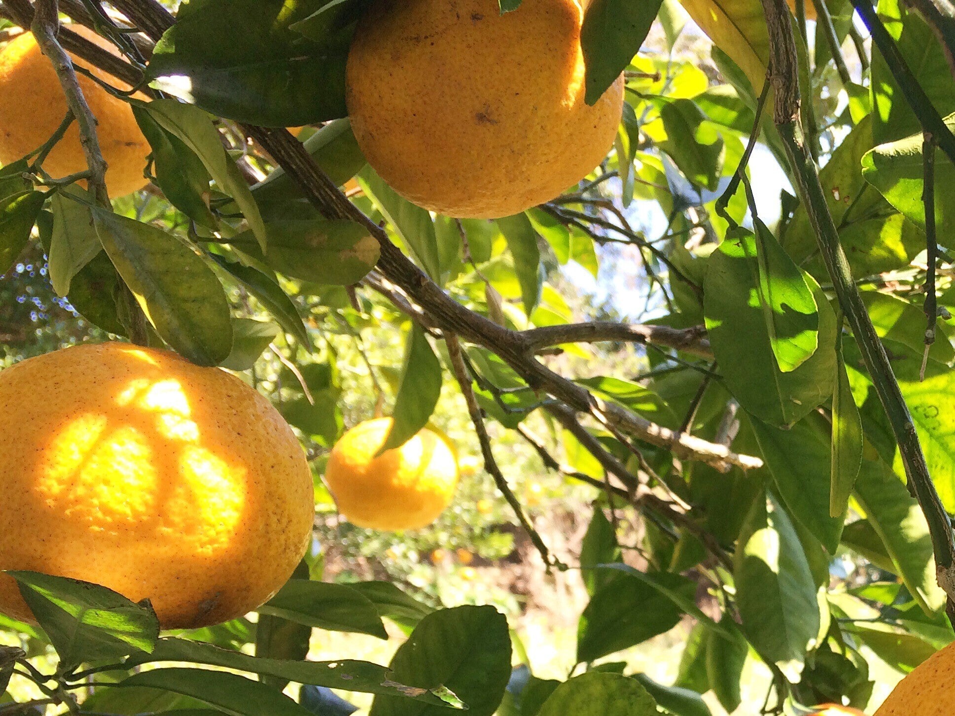 自然栽培えん農園