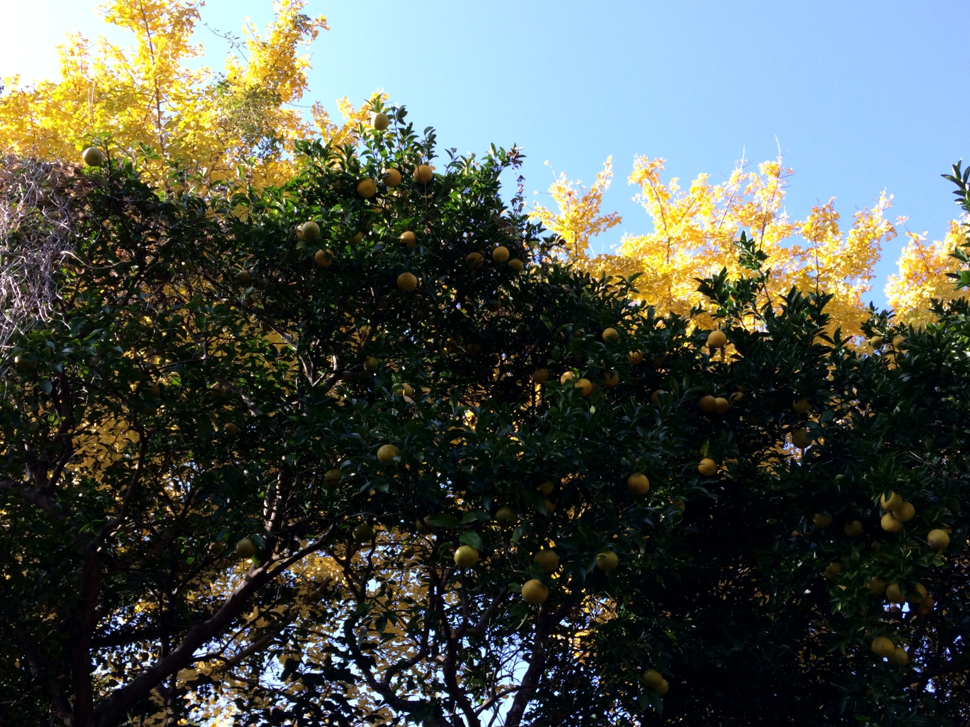 自然栽培えん農園