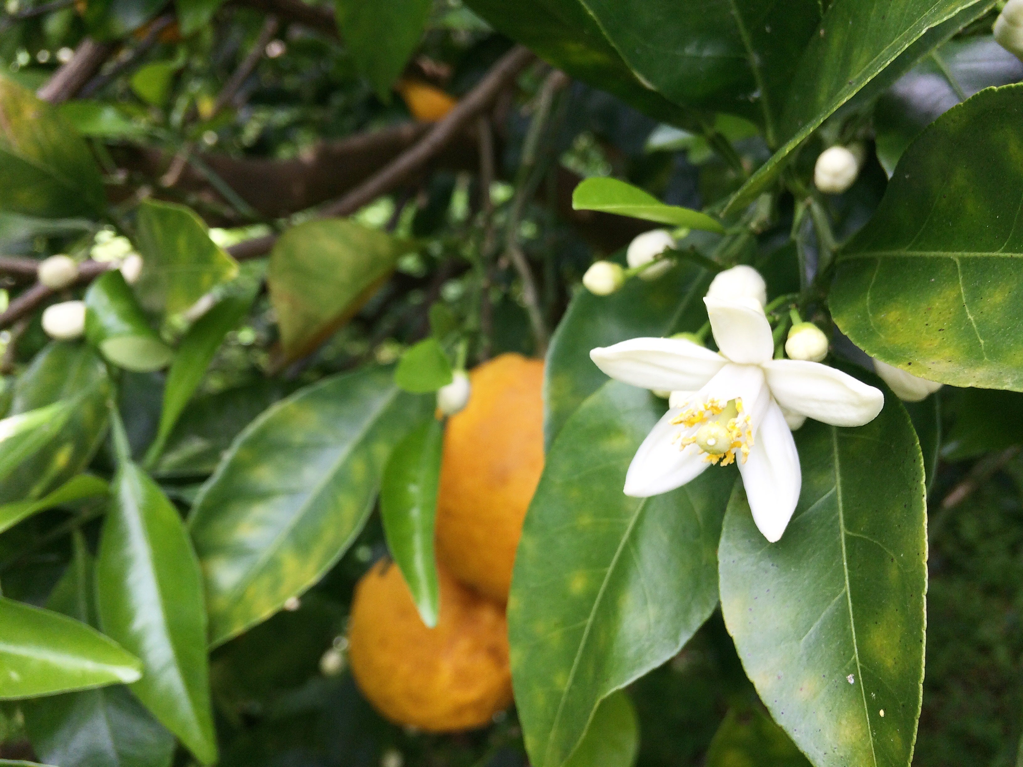 自然栽培えん農園