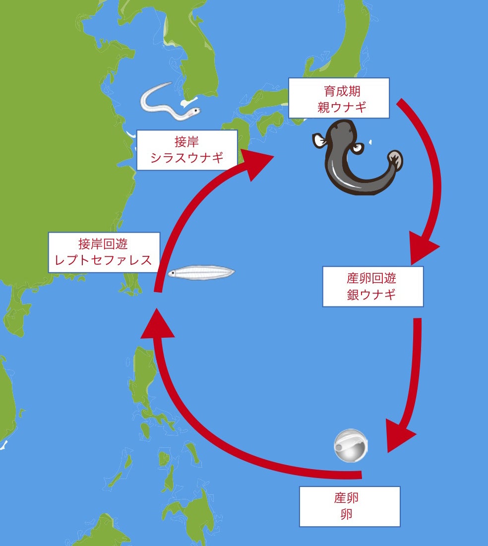 助けてください 絶滅からうなぎを救え 開運うなぎ昇り お守りを作りたい Campfire キャンプファイヤー 助けてください 絶滅からうなぎを救え 開運うなぎ昇り お守りを作りたい Campfire キャンプファイヤー