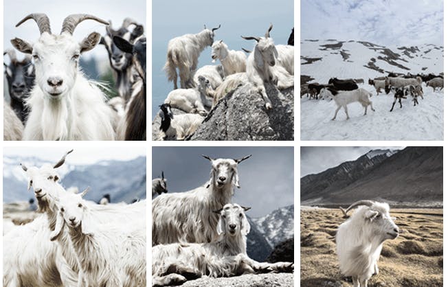 カシミヤ毛をふんだんに使い 100 手作業で作り上げた最上級のマフラーパシュミナ Campfire キャンプファイヤー カシミヤ毛をふんだんに使い 100 手作業で作り上げた最上級のマフラーパシュミナ Campfire キャンプファイヤー