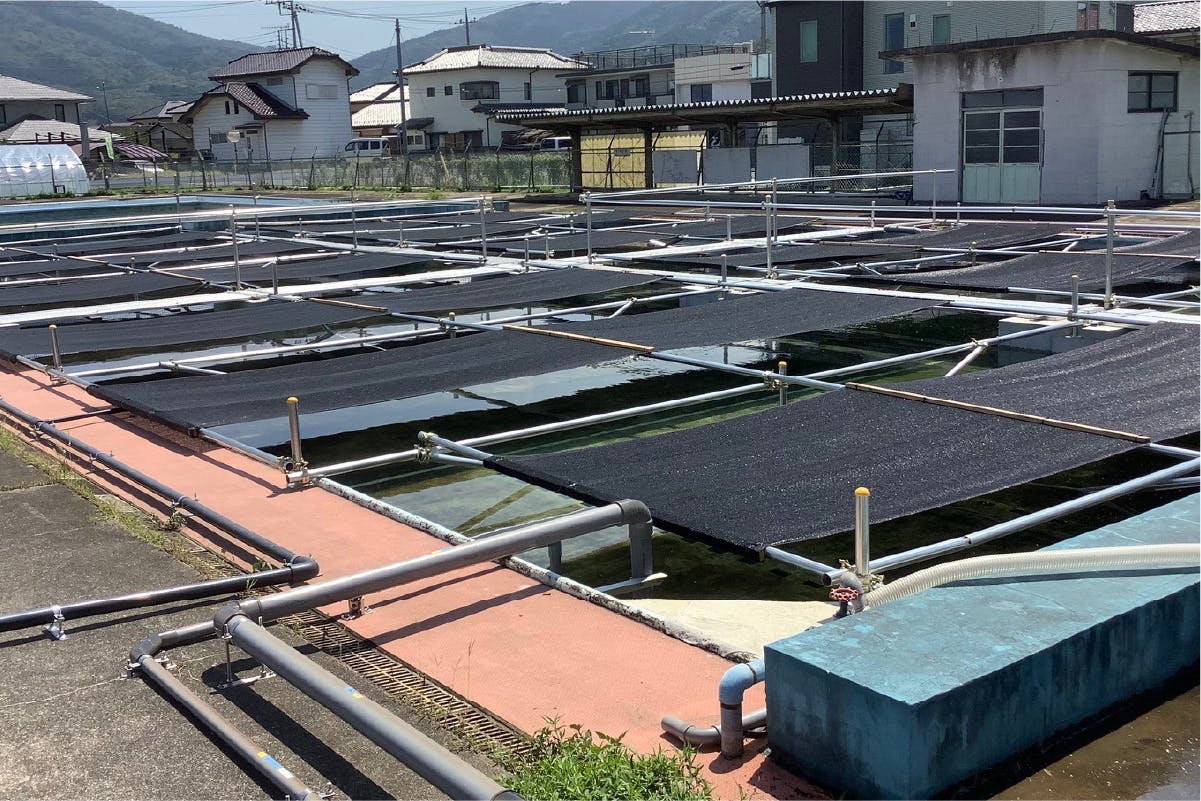 廃校小学校のプールを再利用したチョウザメの養殖場