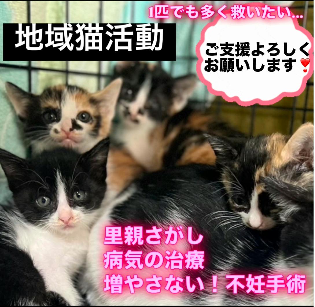 222猫プロジェクト　from熊本玉名