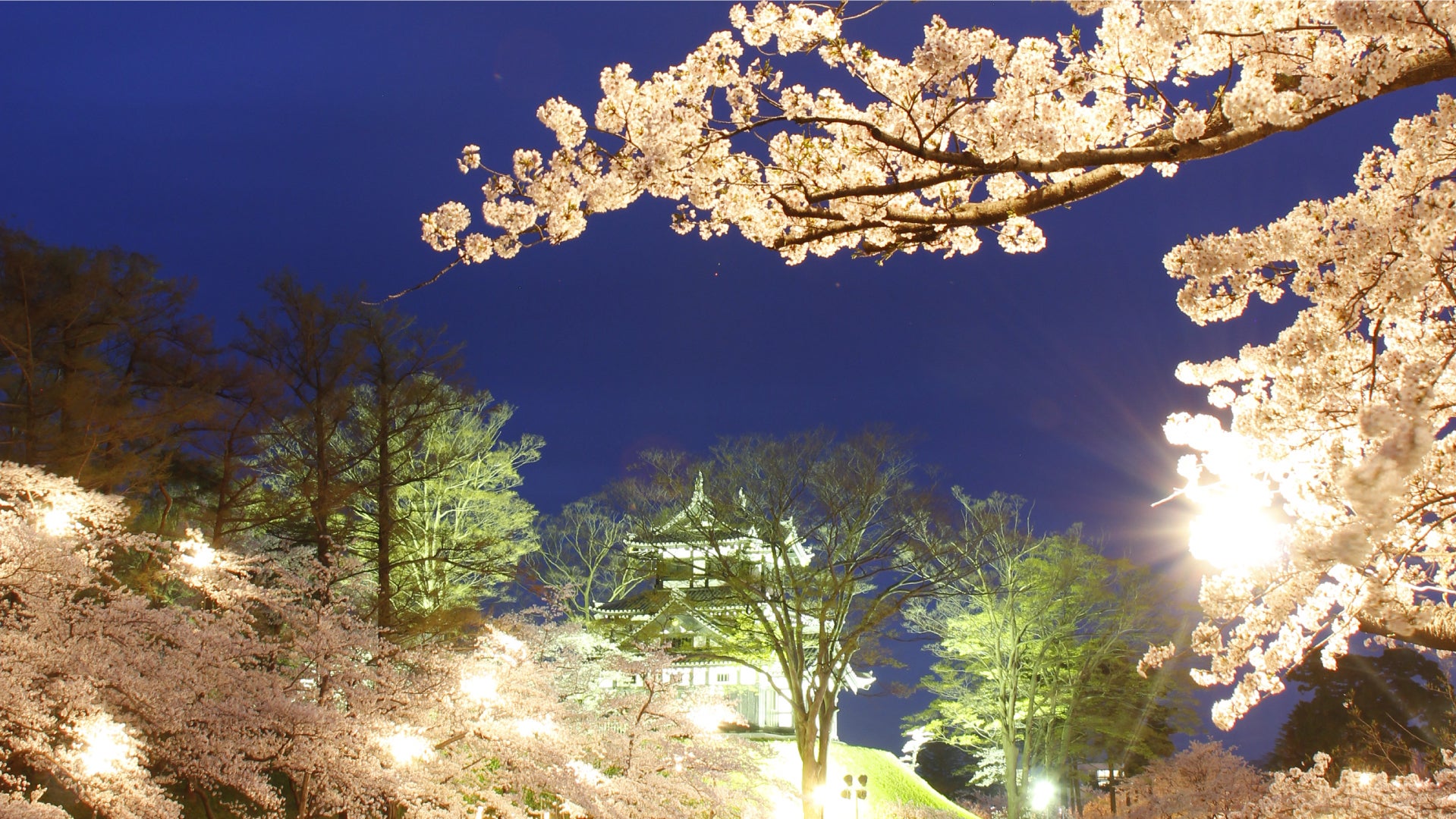 第100回高田城址公園「観桜会」の美しい桜を、アニメで未来へ
