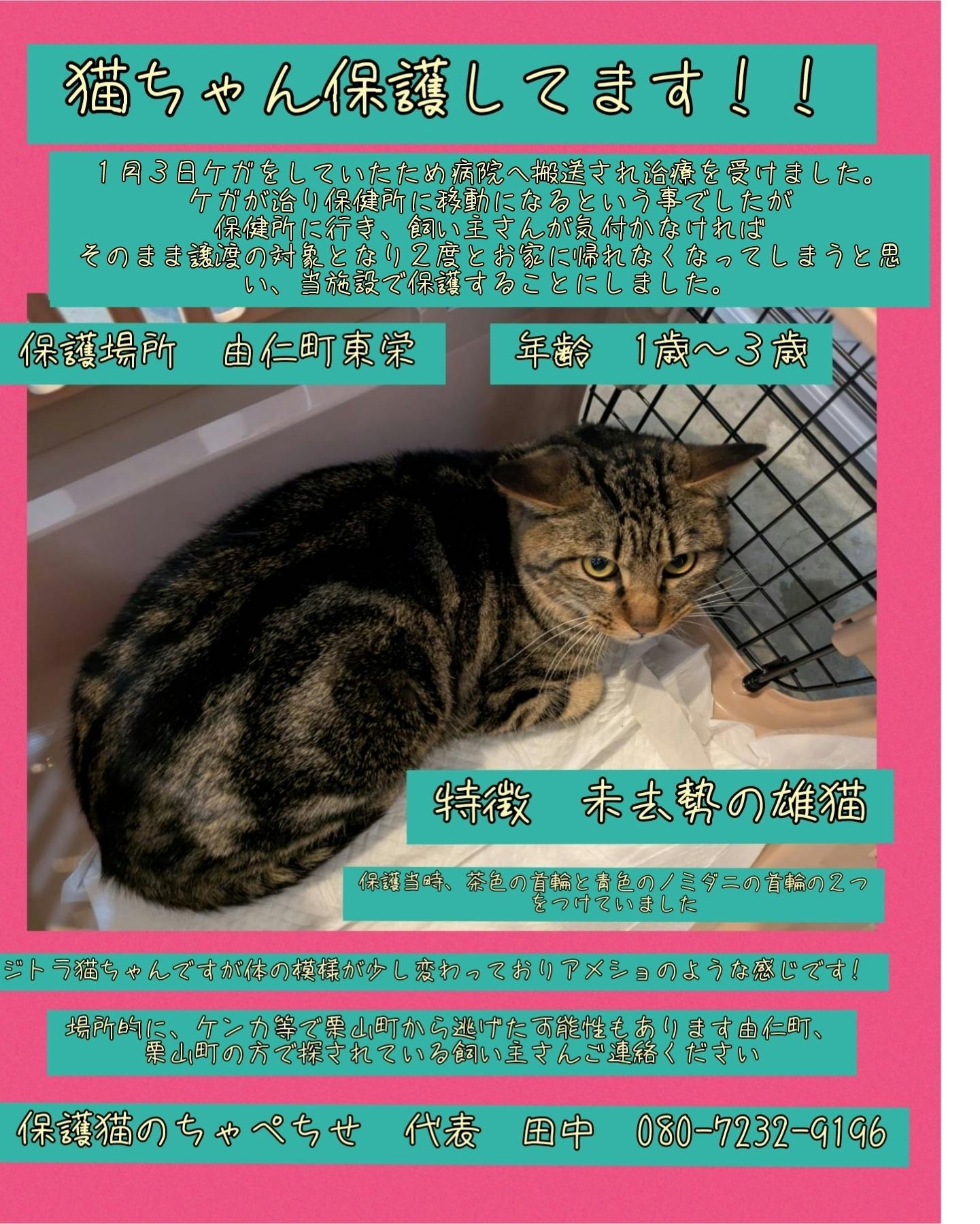 ちゃぺちせの四天王 - CAMPFIRE (キャンプファイヤー)