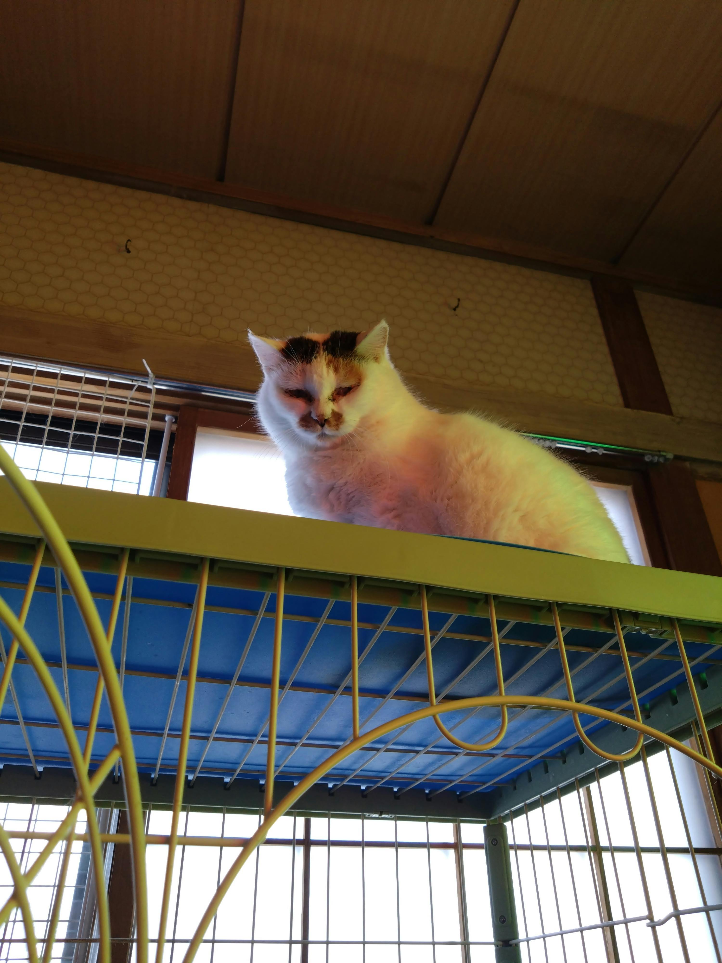 くりばら様確認用 ヴァンクリーフ＆アーペル Van Cleef & Arpels ペルレ シニアチュール