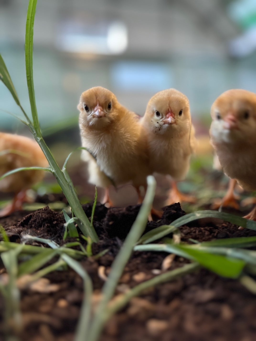 稀少な放牧養鶏を未来へ！自然との共生を守り抜くための挑戦