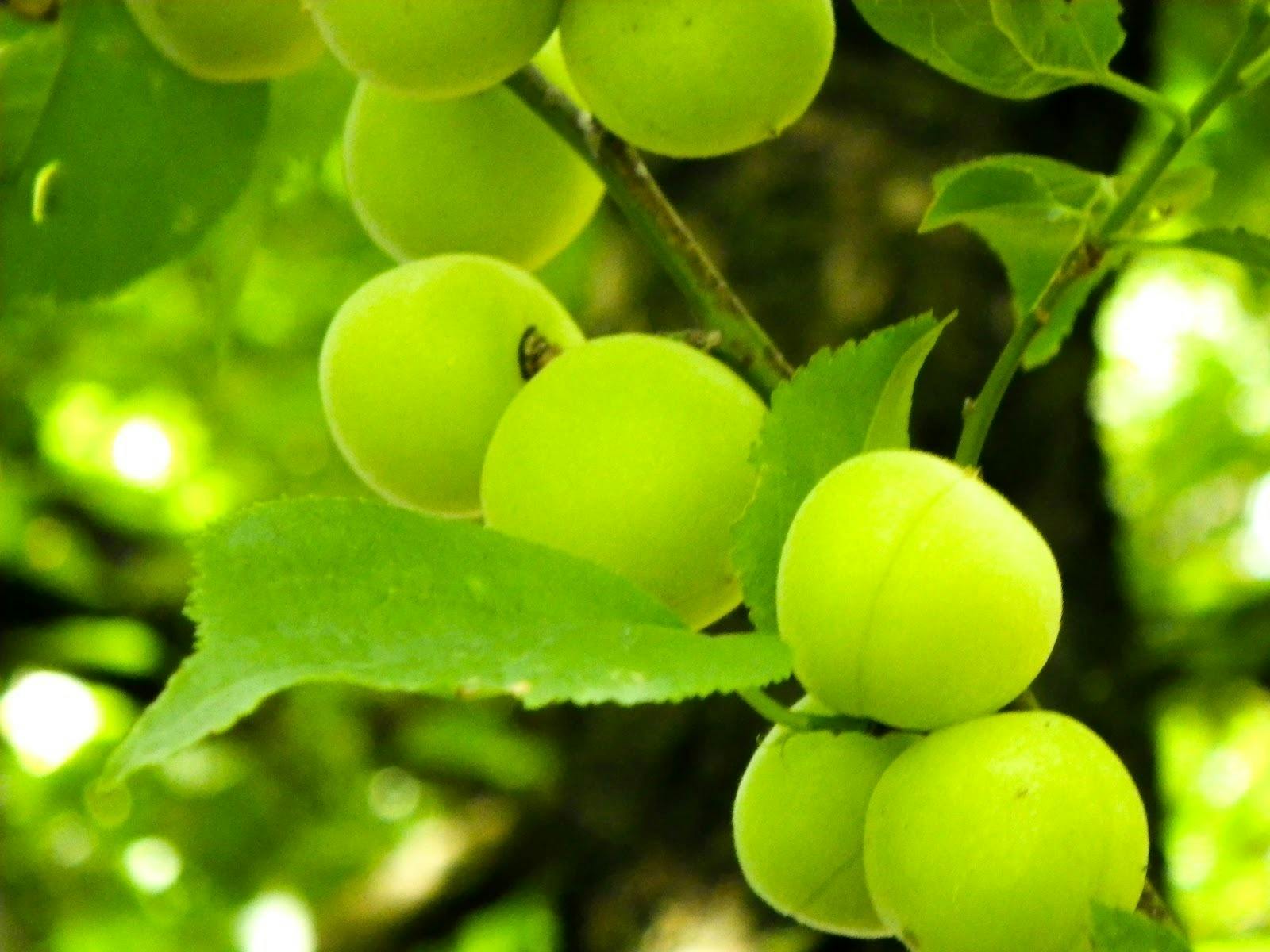 梅酢と酵素は最高の相性だった 梅酢ドリンク くろ梅ちゃん Campfire キャンプファイヤー 梅酢と酵素は最高の相性だった 梅酢ドリンク くろ梅ちゃん Campfire キャンプファイヤー