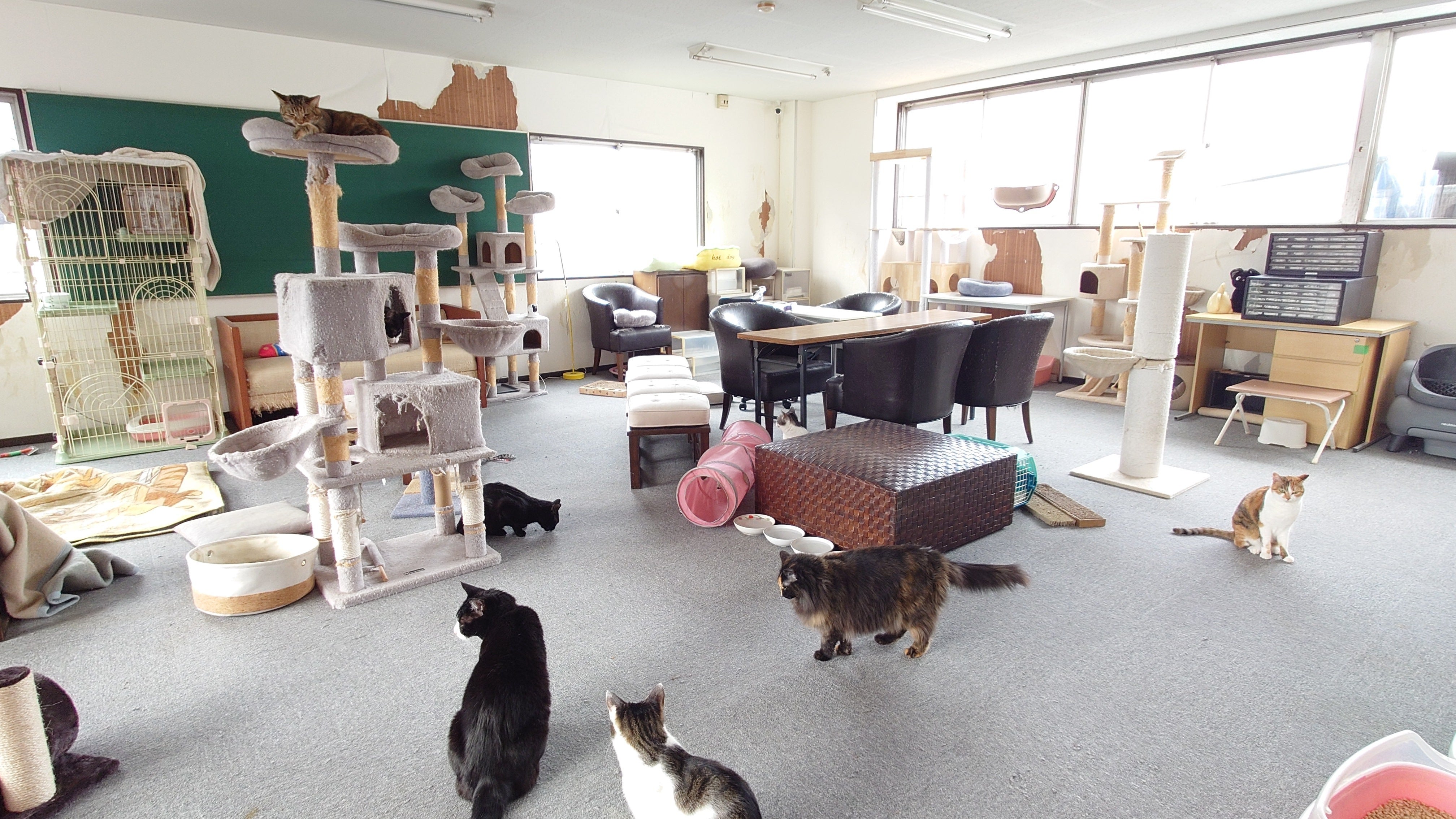 現在のシェルターの様子