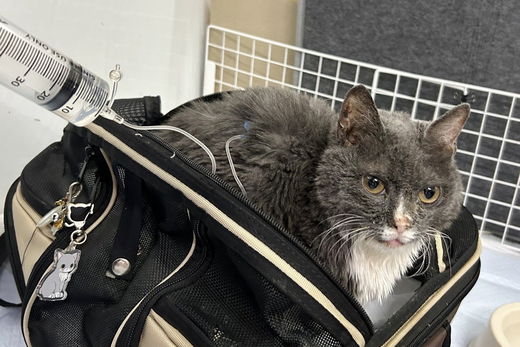 点滴中のおふねちゃん