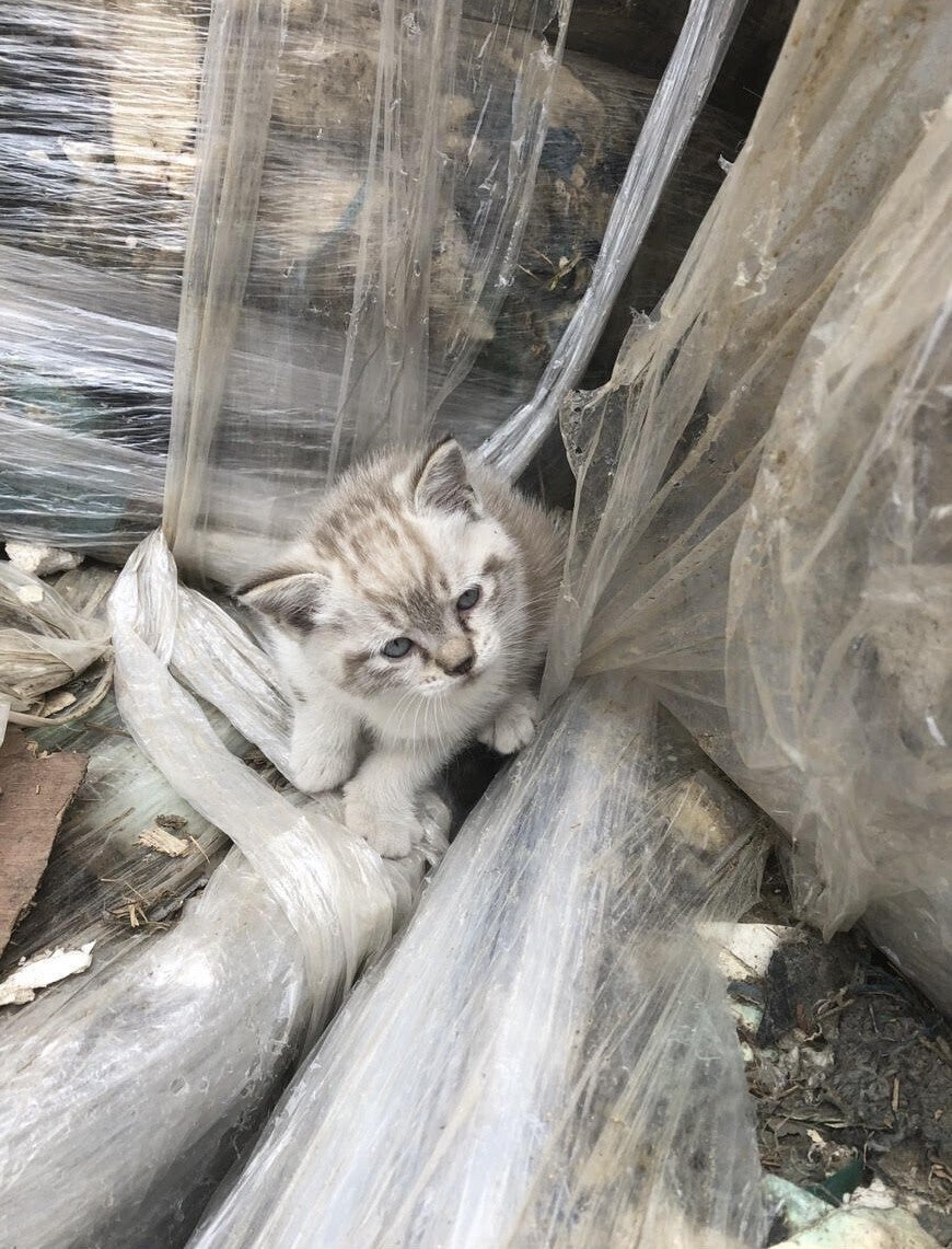 野良猫に優しい地域づくり。リターンは山形名産！さくらんぼ