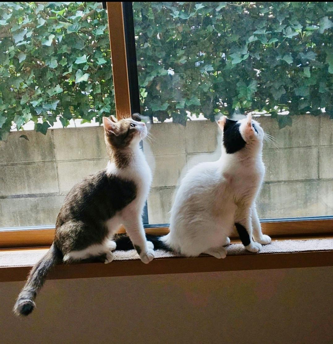 Tnr活動 保護猫たちの医療費と地域猫たちのフード費のご支援をお願いします Campfire キャンプファイヤー Tnr活動 保護猫たちの医療費と地域猫たちのフード費のご支援をお願いします Campfire キャンプファイヤー