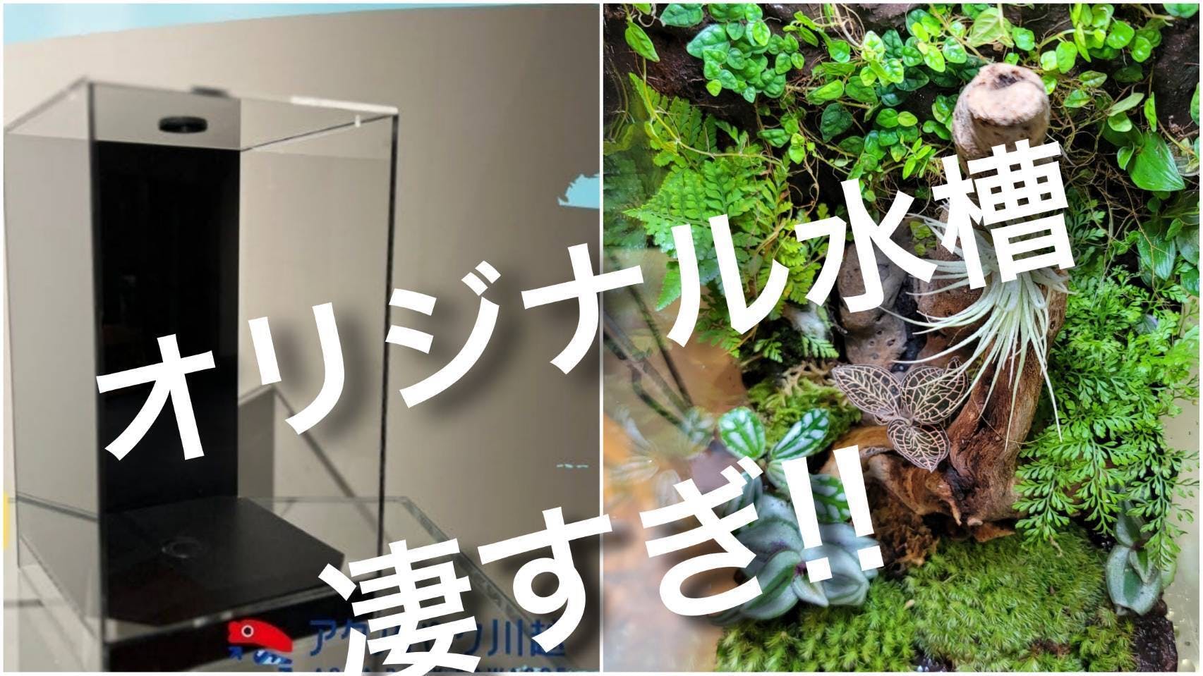 【Ryu-san様】アクアテラリウム完成品ご相談ページ Ryu-san様】アクアテラリウム完成品ご相談ページ