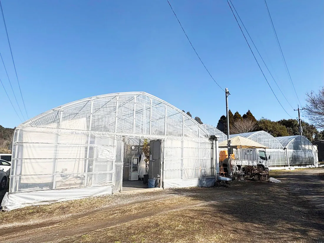 鹿児島市郊外、郡山地区の緑に囲まれて季節の移ろいを感じる地に、広さ600坪のビニールハウスがあります。