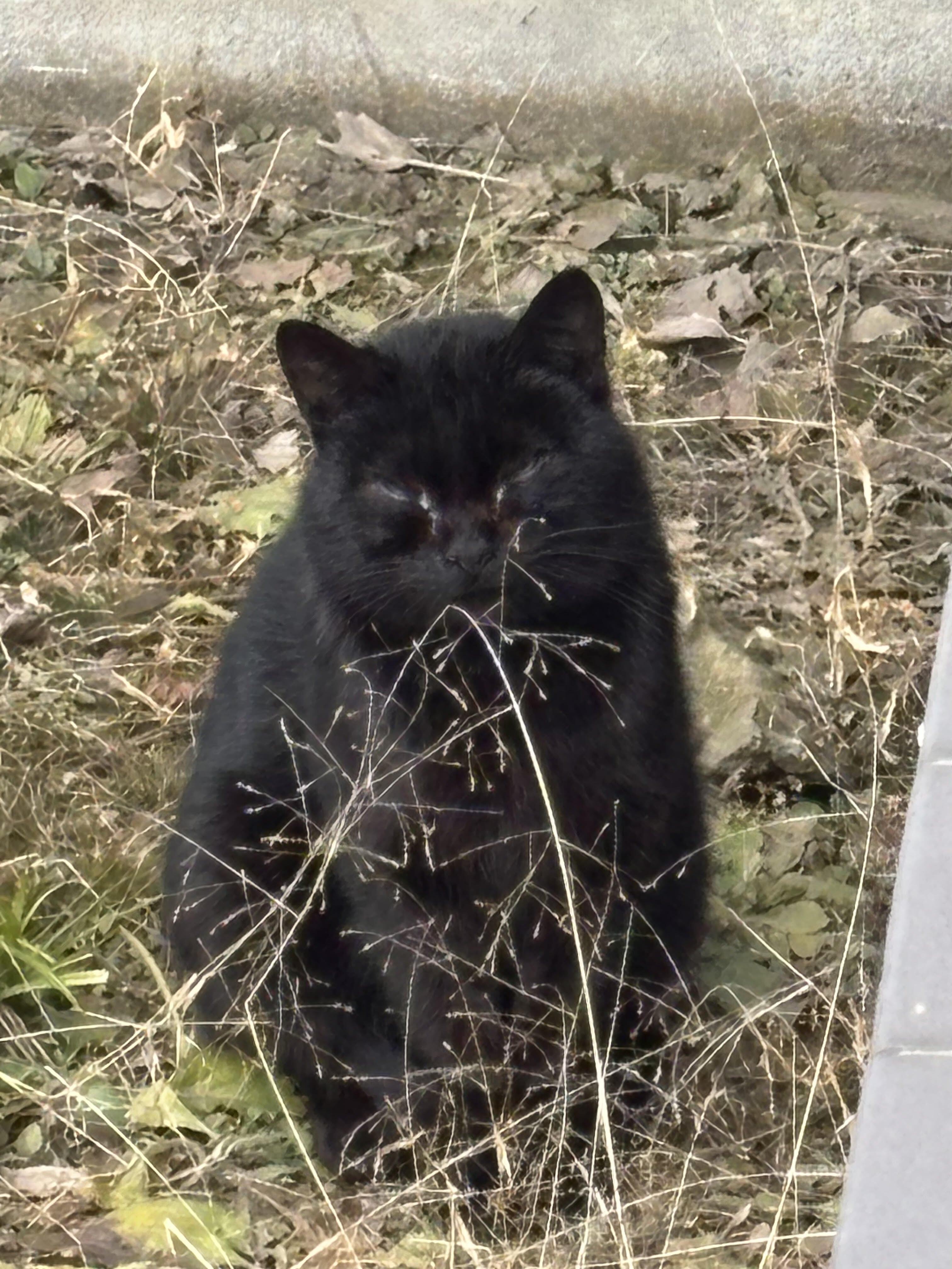 野良猫に優しい地域づくり。リターンは山形名産！さくらんぼ