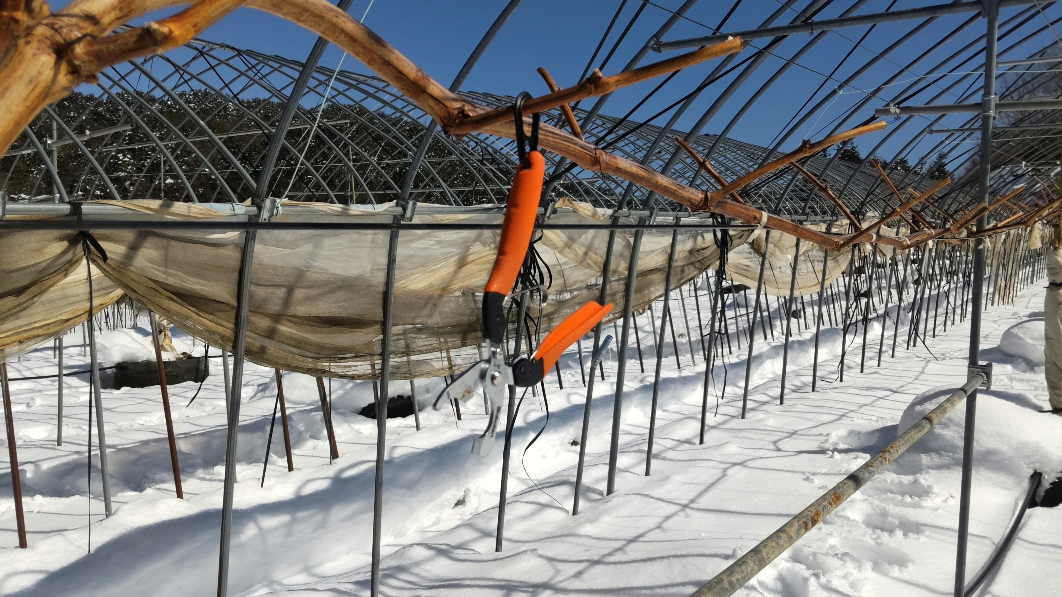 2/25 今年の作業開始です