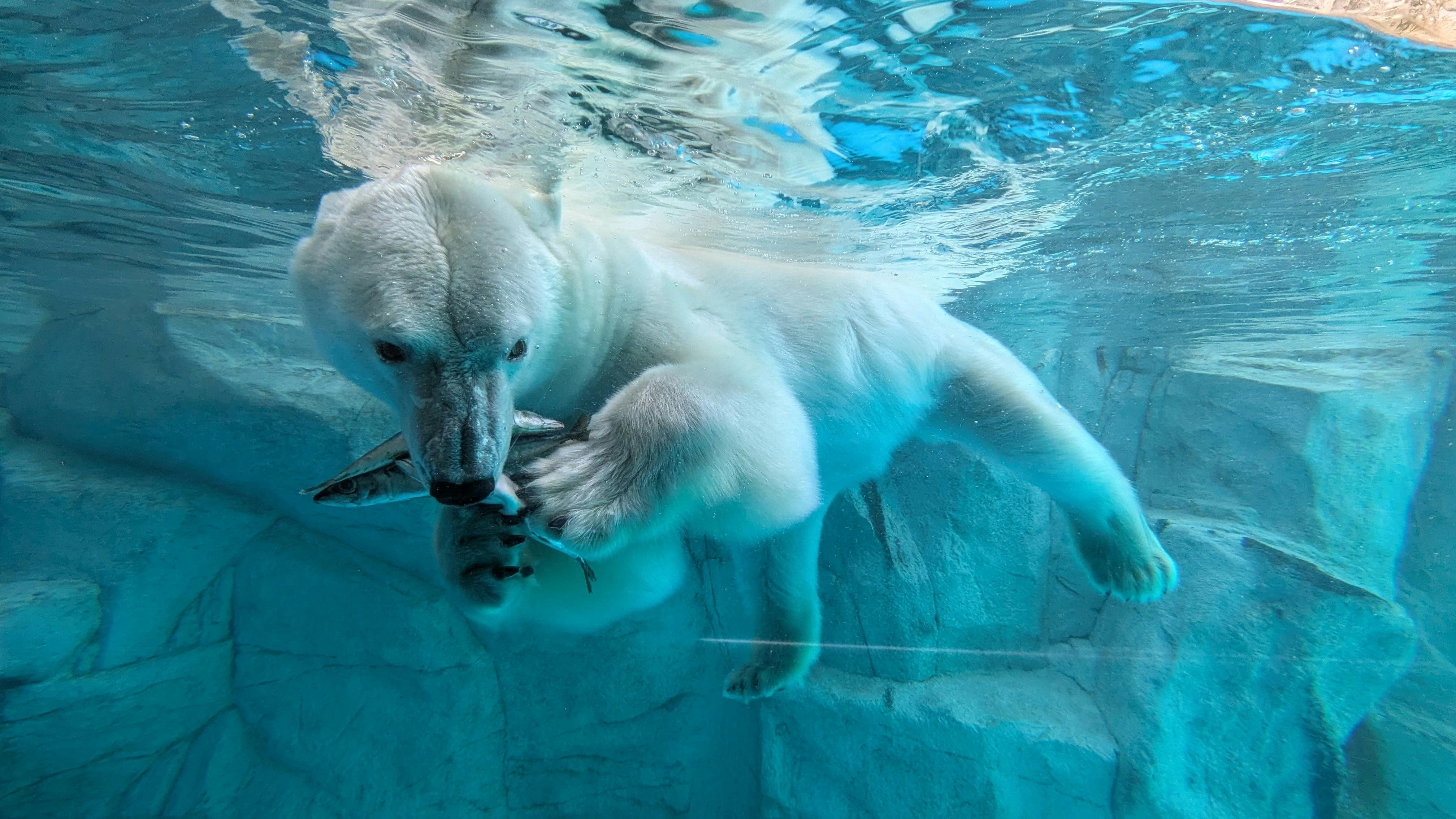 値下げ❗️水族館等に使われる倒木もどき(樹脂製) 引き摺り