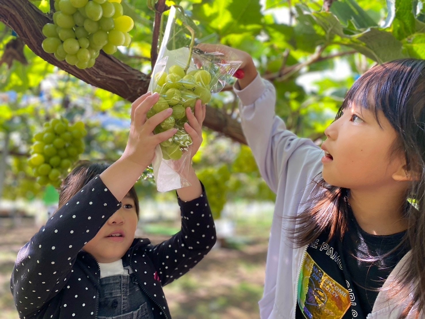 静岡県富士宮市のお土産にしたくなるぶどうギフトボックスを創りたい