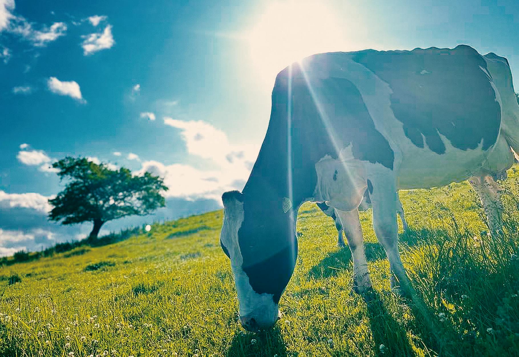 広大な牧場で牧草を食べる牛