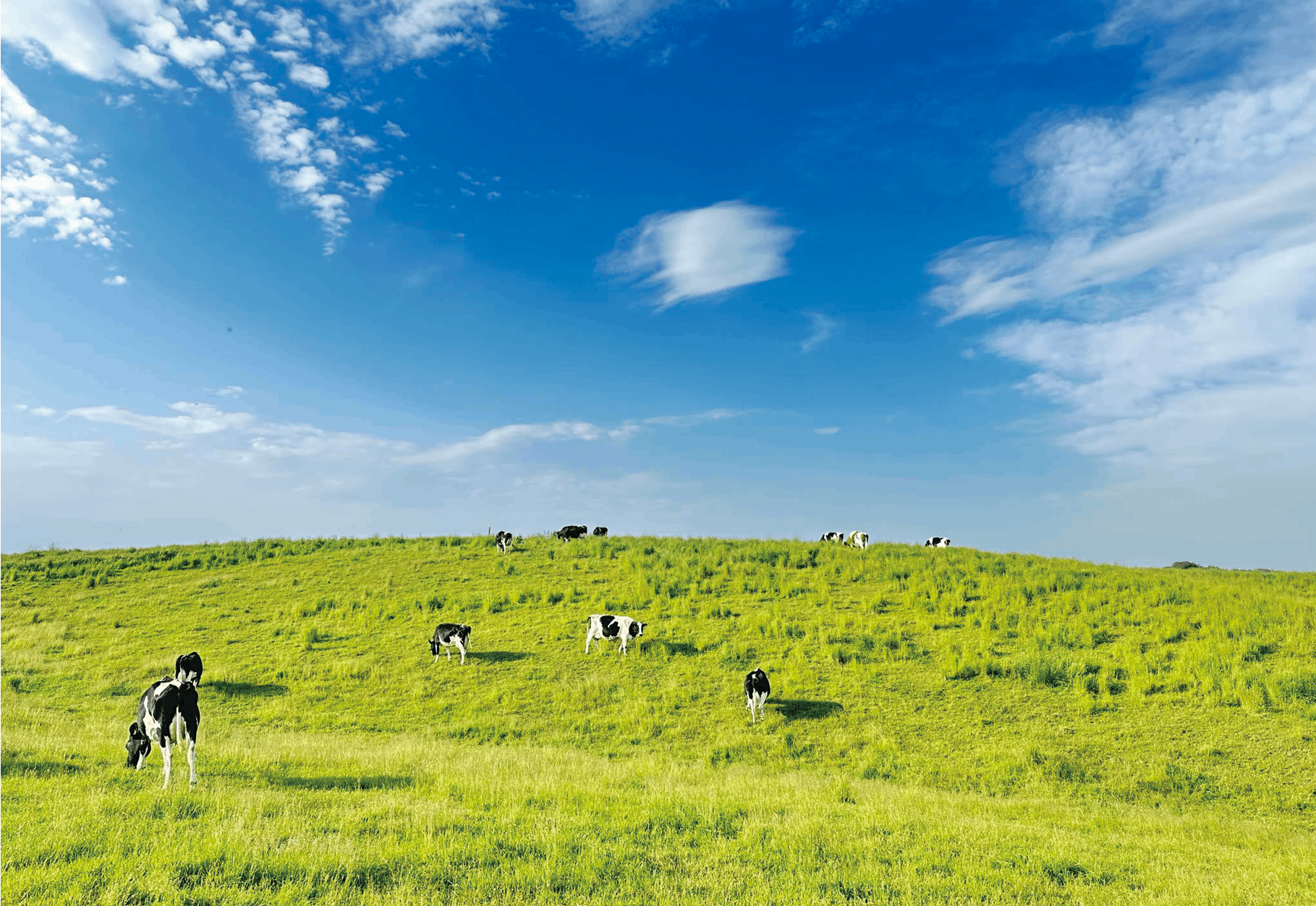 広大な牧場にいる牛たち