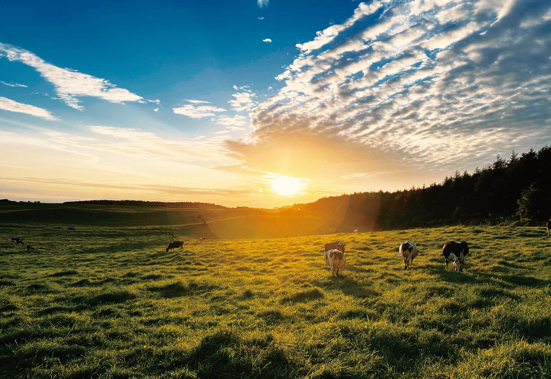 夕日で染まる広大な牧場と牛たち