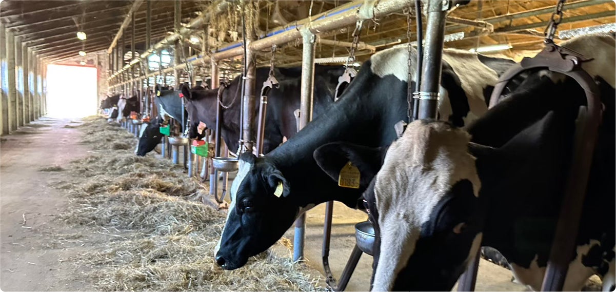 牛舎で牧草を食べる牛たち