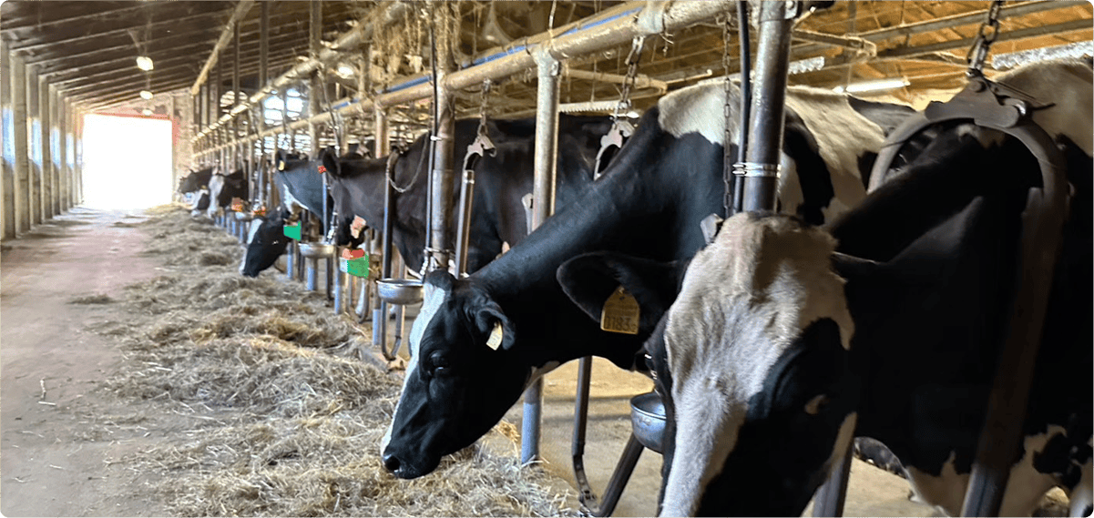牛舎で牧草を食べる牛たち