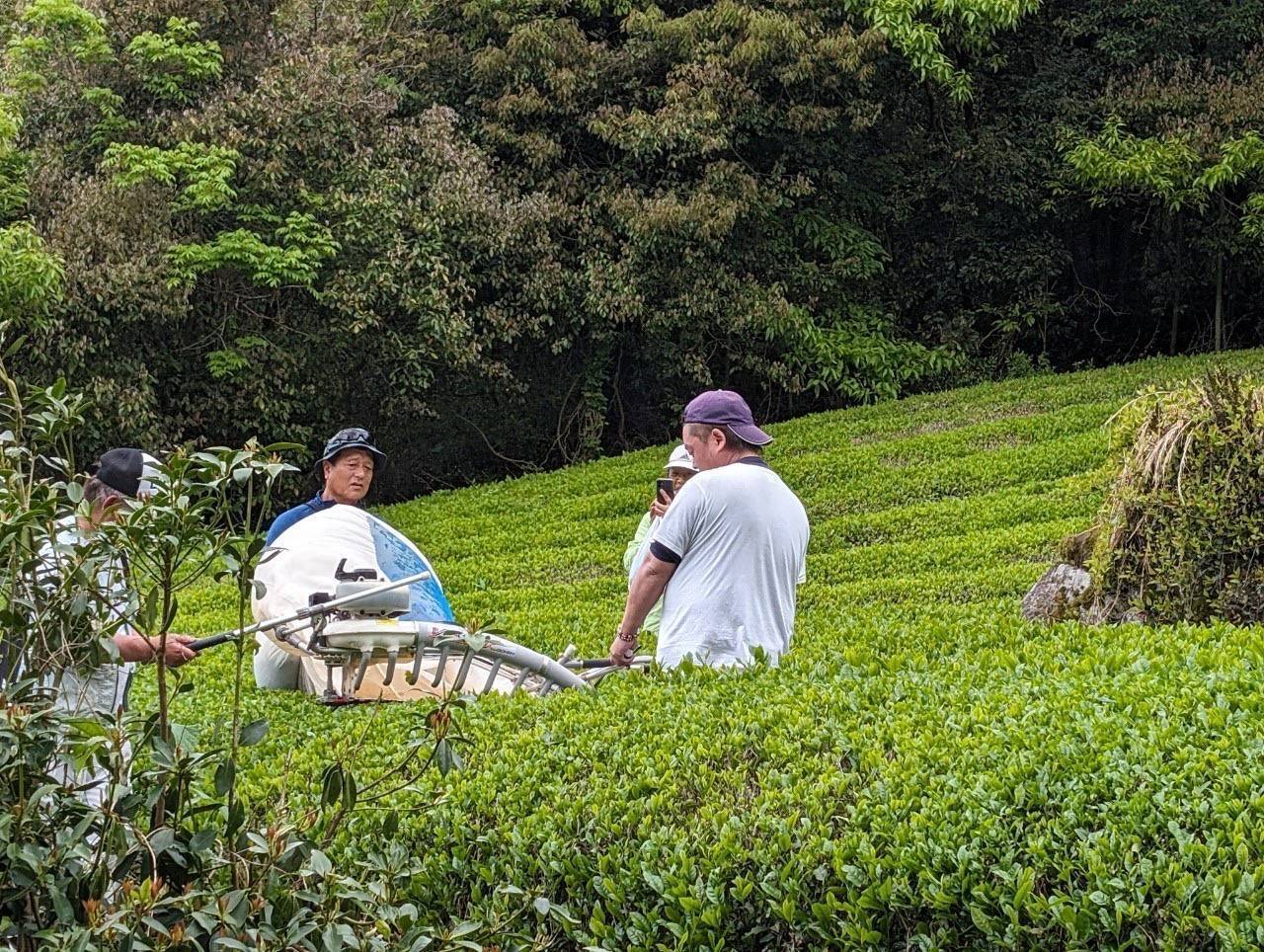 フルボ酸と糖蜜の発酵肥料で育てた八女の星野茶を広めたい