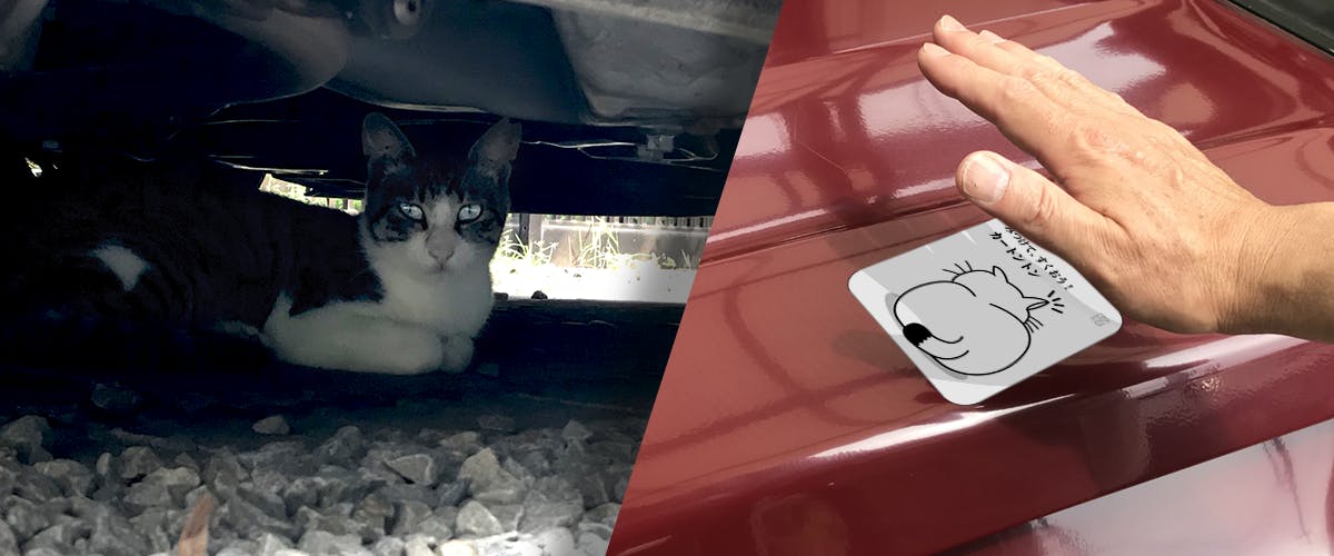 猫たちを見つけて 救ってください カートントン は 車に貼るステッカーです Campfire キャンプファイヤー 猫たちを見つけて 救ってください カートントン は 車に貼るステッカーです Campfire キャンプファイヤー