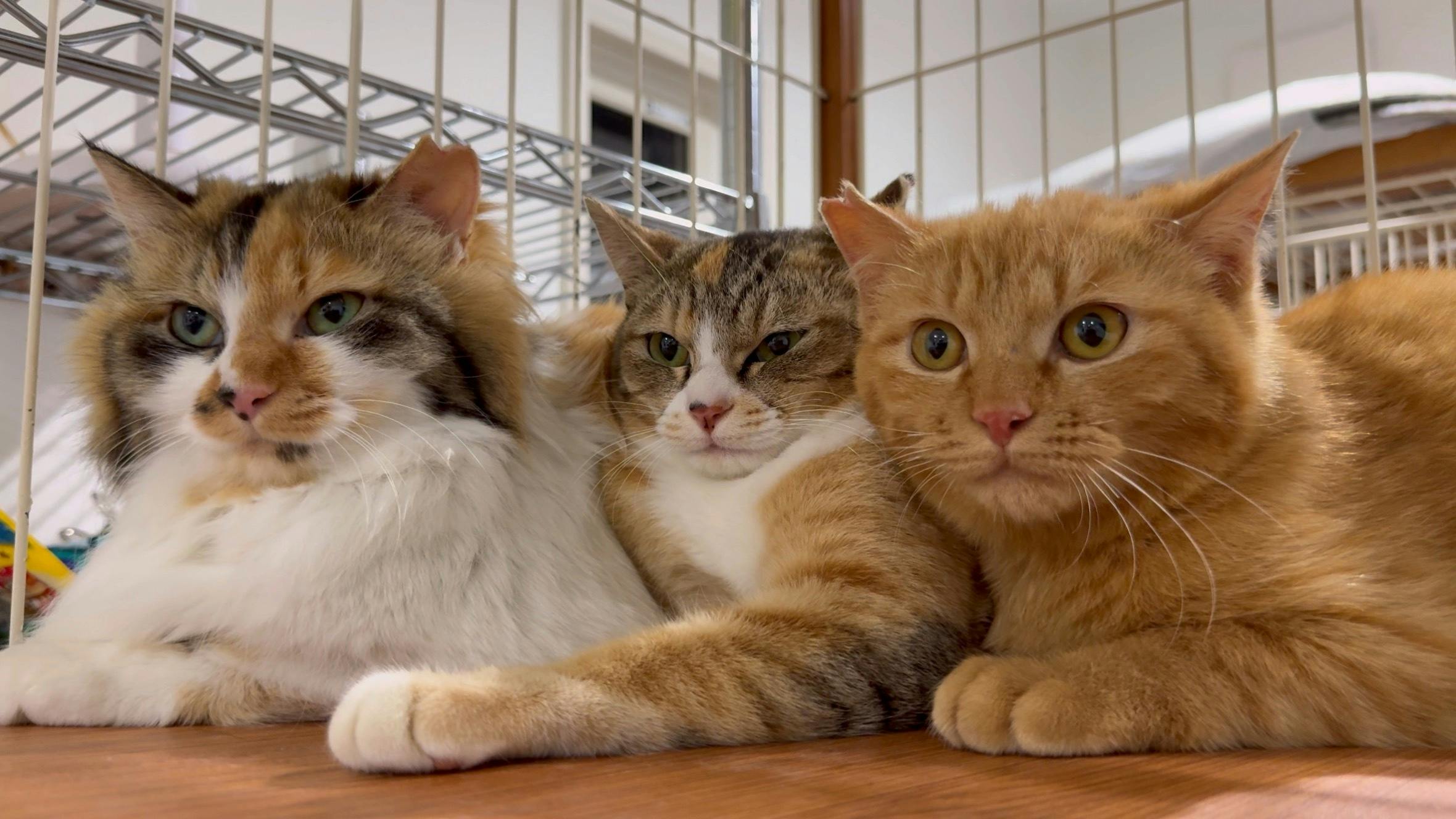 涼子、ななこ、ゆうや