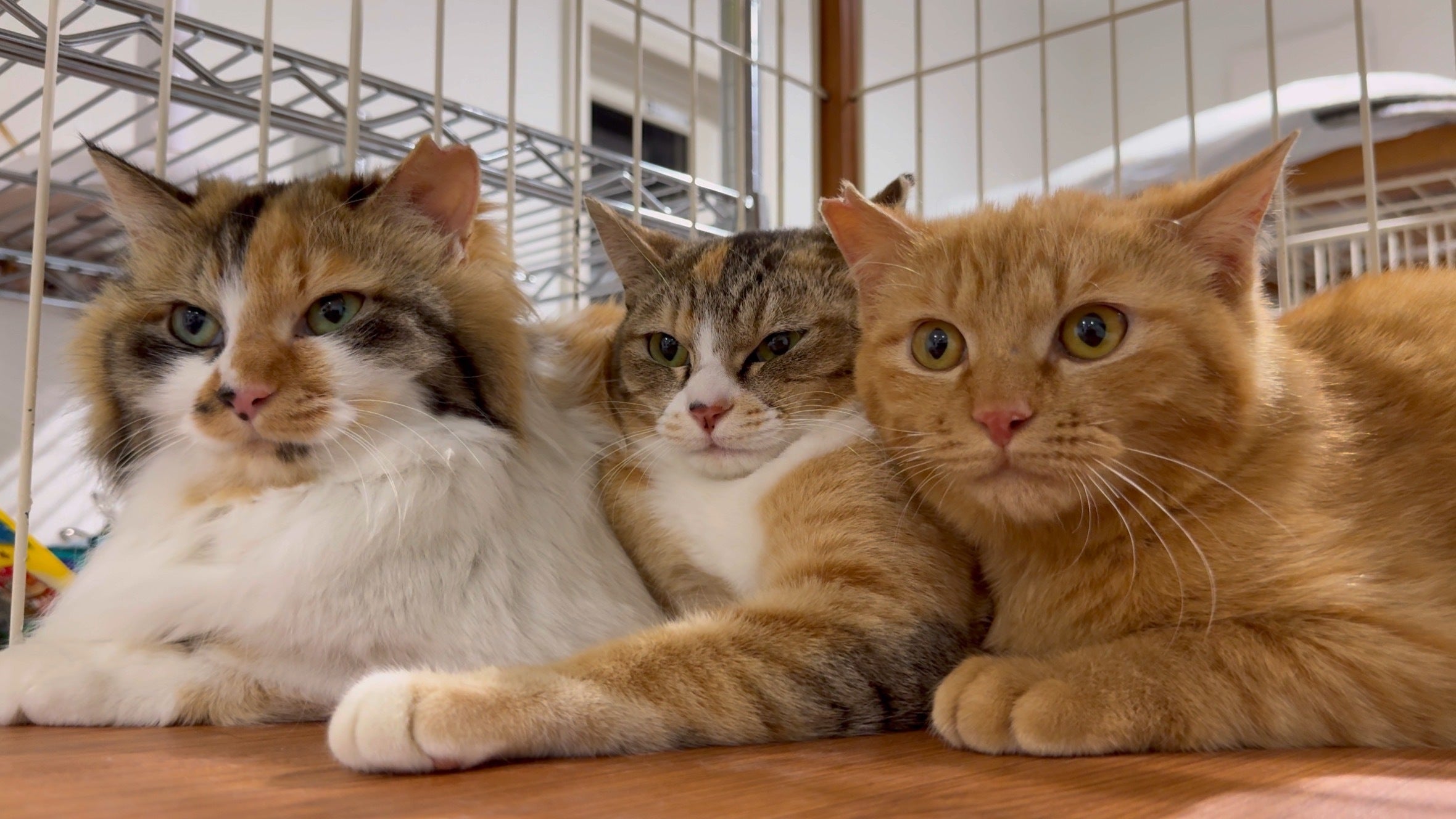 涼子、ななこ、ゆうや