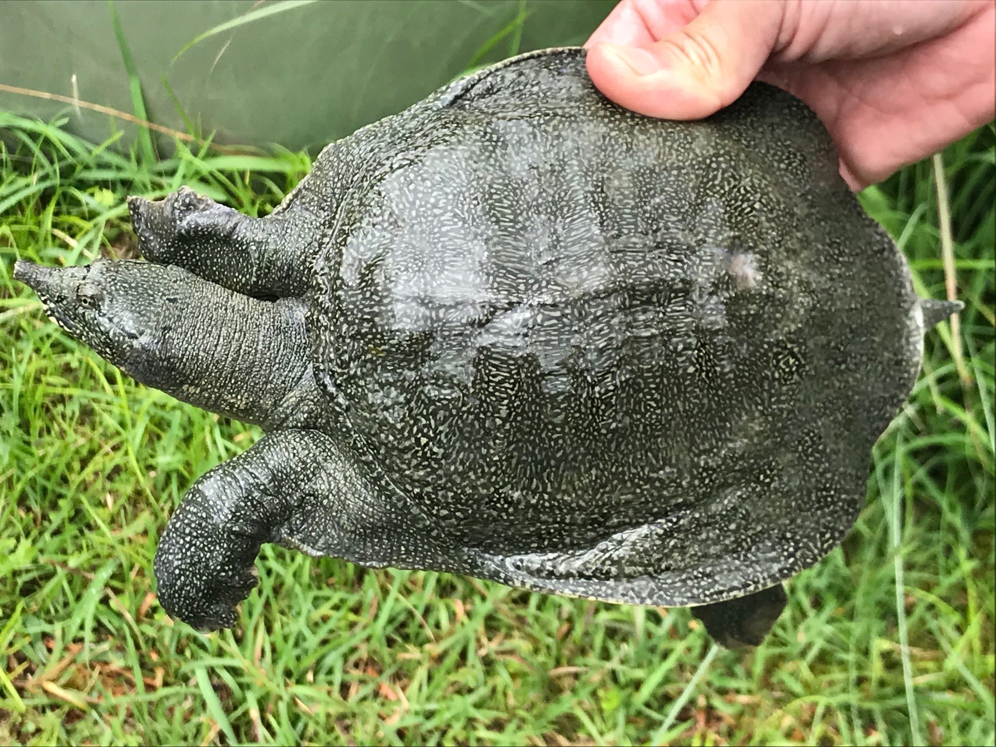肥後すっぽん  10袋 楽天市場】【公式】すっぽんの恵みプレミアム 1袋62粒入り(約1か月分