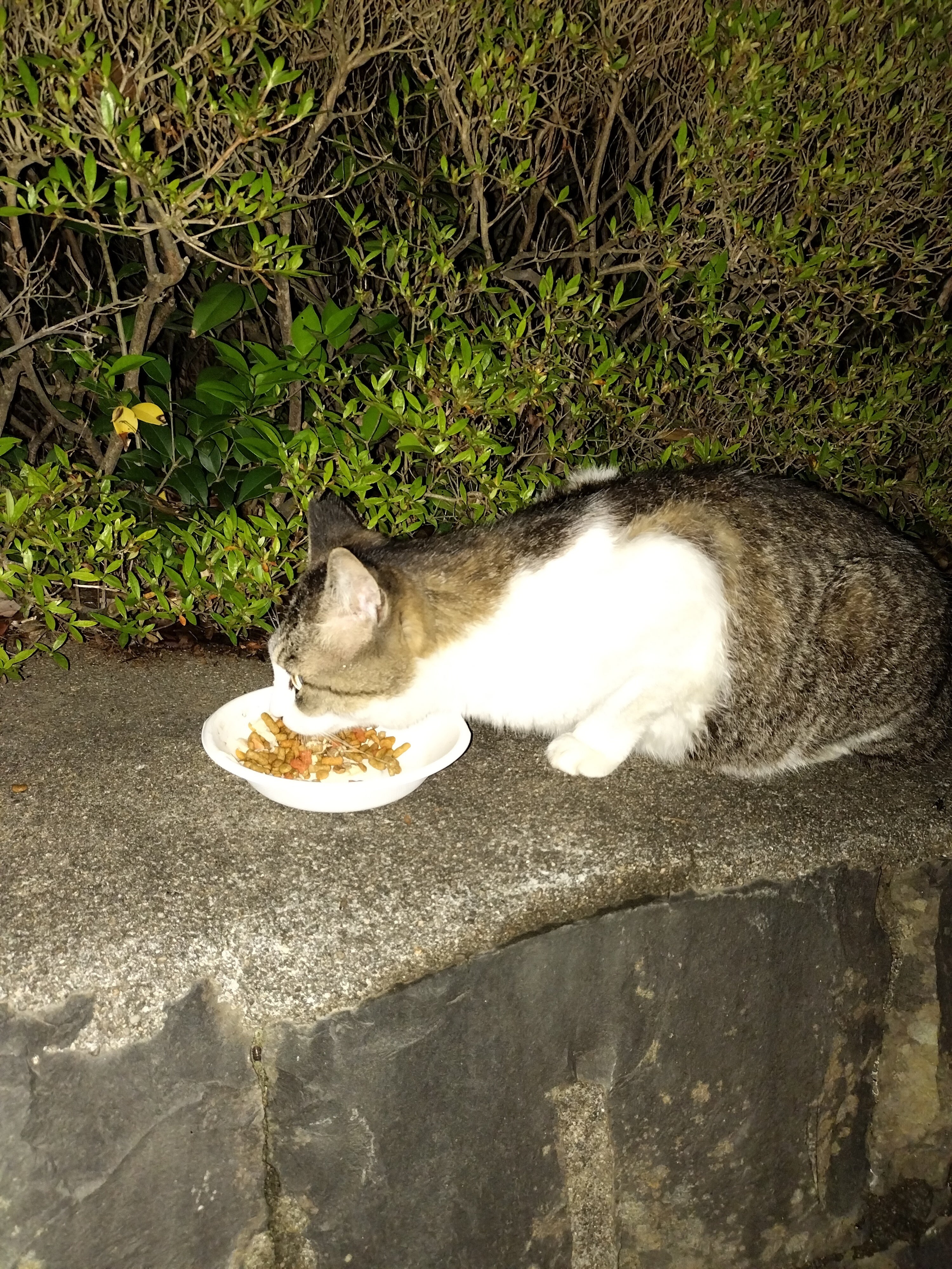 こっちは7前から餌やりしているみきくん