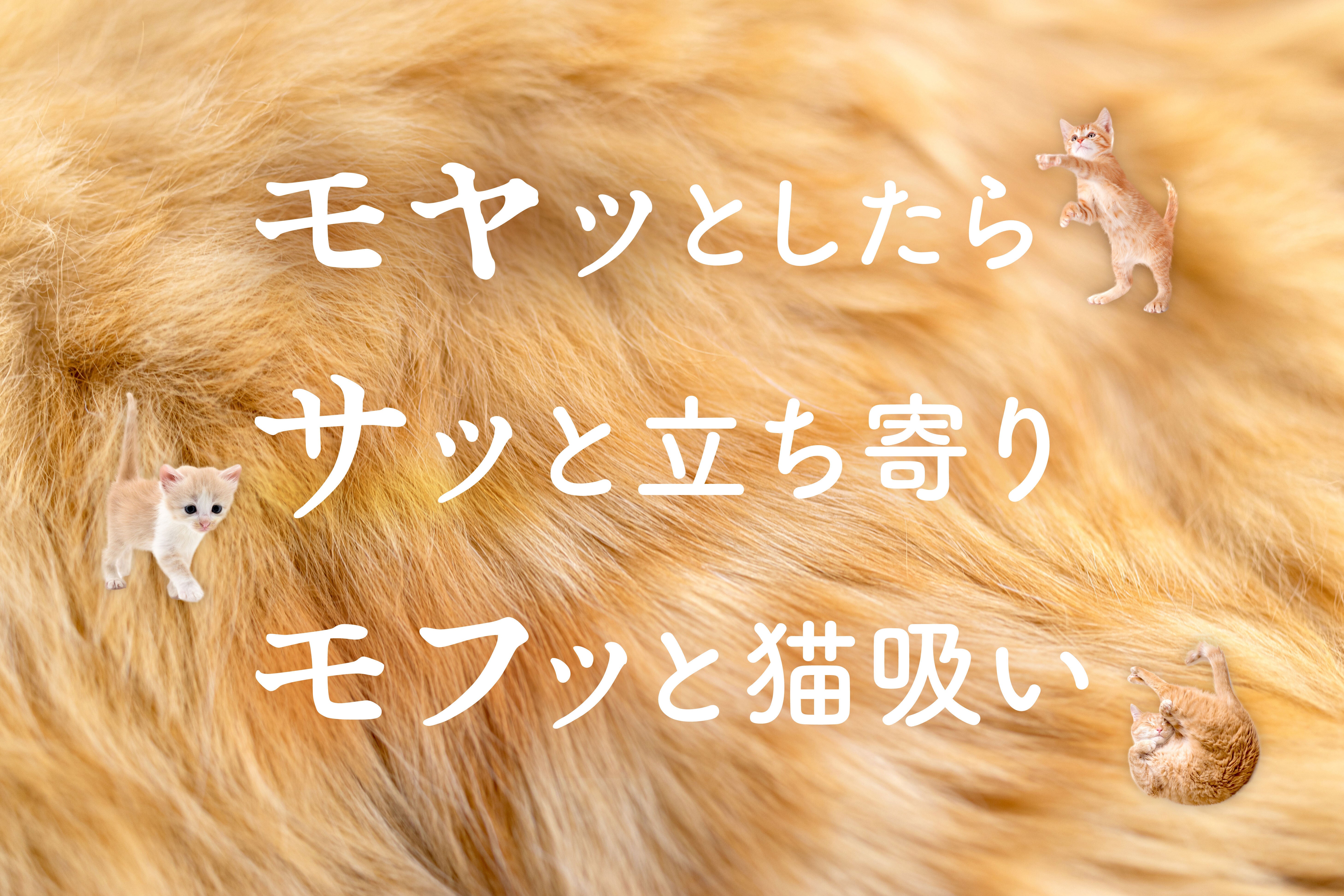猫吸い体験してみにゃい？喫猫所（きつねこじょ）「にゃんPOD