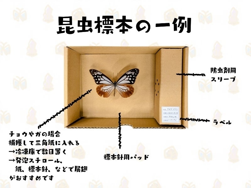 ブータン産アキリデス2ex標本セット 87/91mm入手困難エリア日本人採集標本 標本】2019.0824 標本保存 - けろんの100円で昆虫採集！