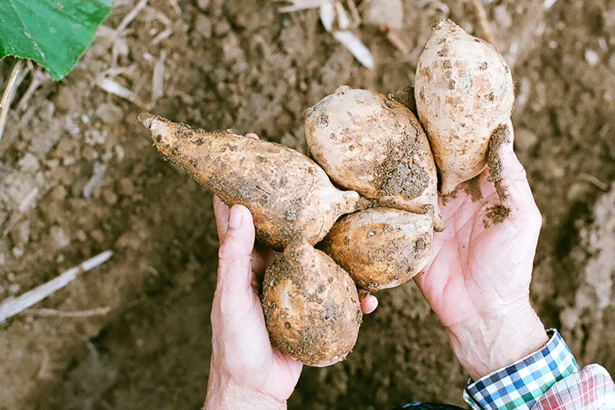 【写真】畑で収穫された白芋（七福芋）