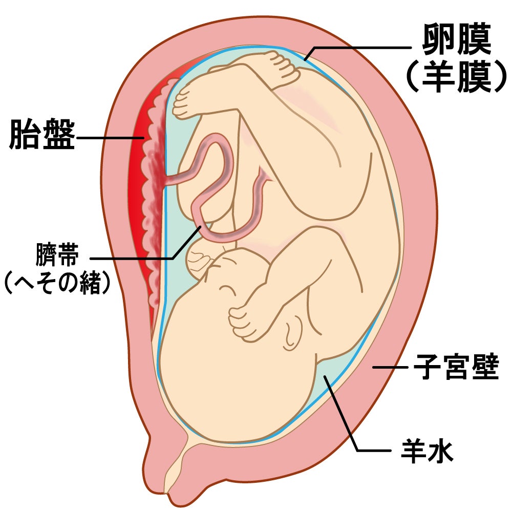 子宮の中