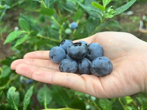 リンゴを持っている手AI 生成コンテンツは誤りを含む可能性があります。